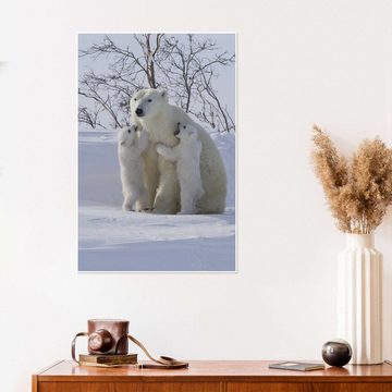 Posterlounge Poster David Jenkins, Polarbär und Jungtiere, Wapusk National Park, Hudson Bay, Kanada III, Kinderzimmer Fotografie