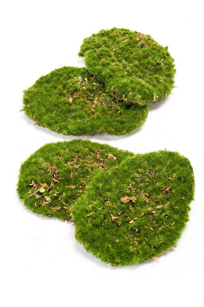 Künstliche Zimmerpflanze Kunstpflanze Deko Moos Stücke Hefei, grün, 4 St, 11x15x5cm Moos (Lappenmoos), artplants, Höhe 15.0 cm