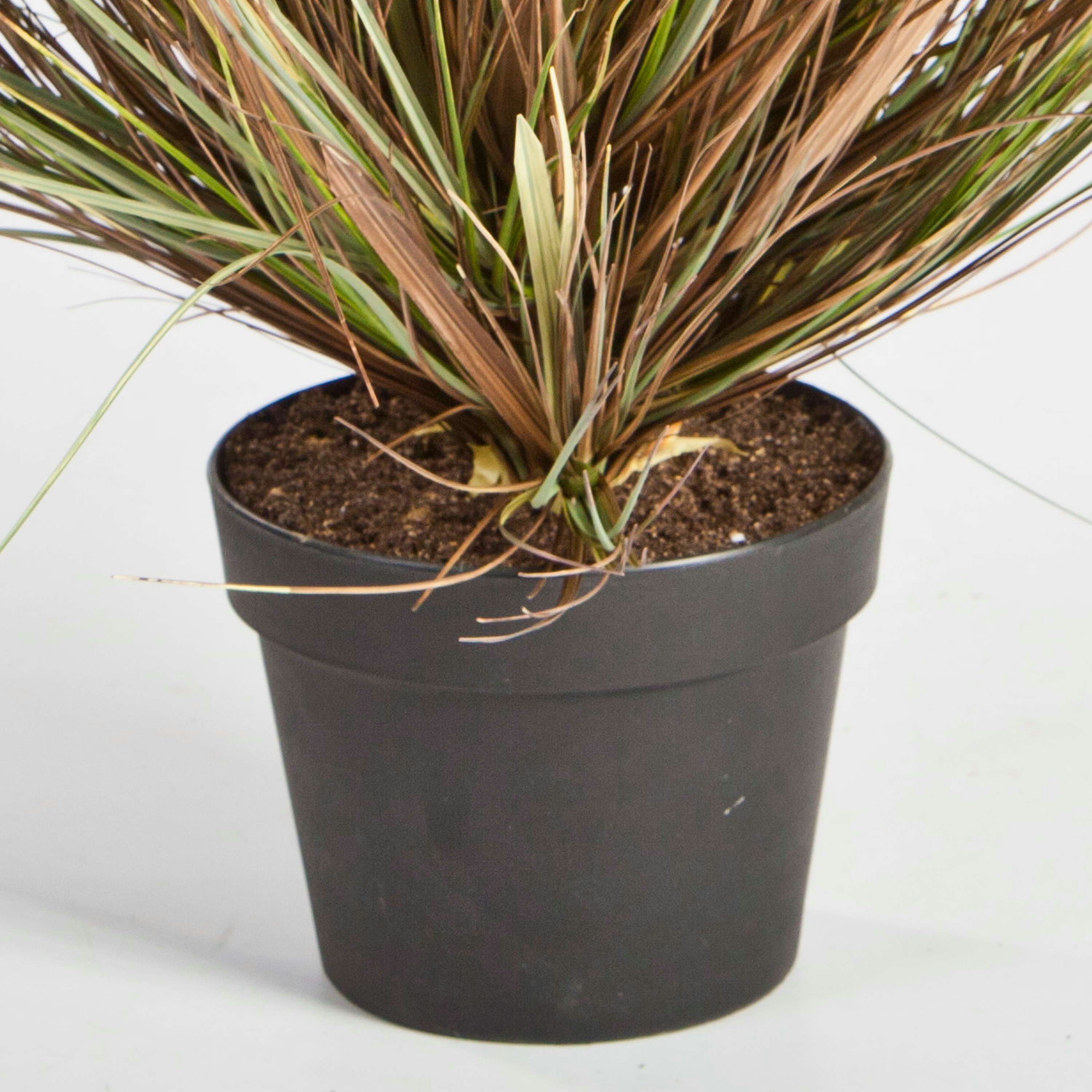 Kunstgras Künstliches Dünengras im Topf, grün-braun, 50cm - Kunstgras Strandhafer, artplants, Höhe 50.0 cm