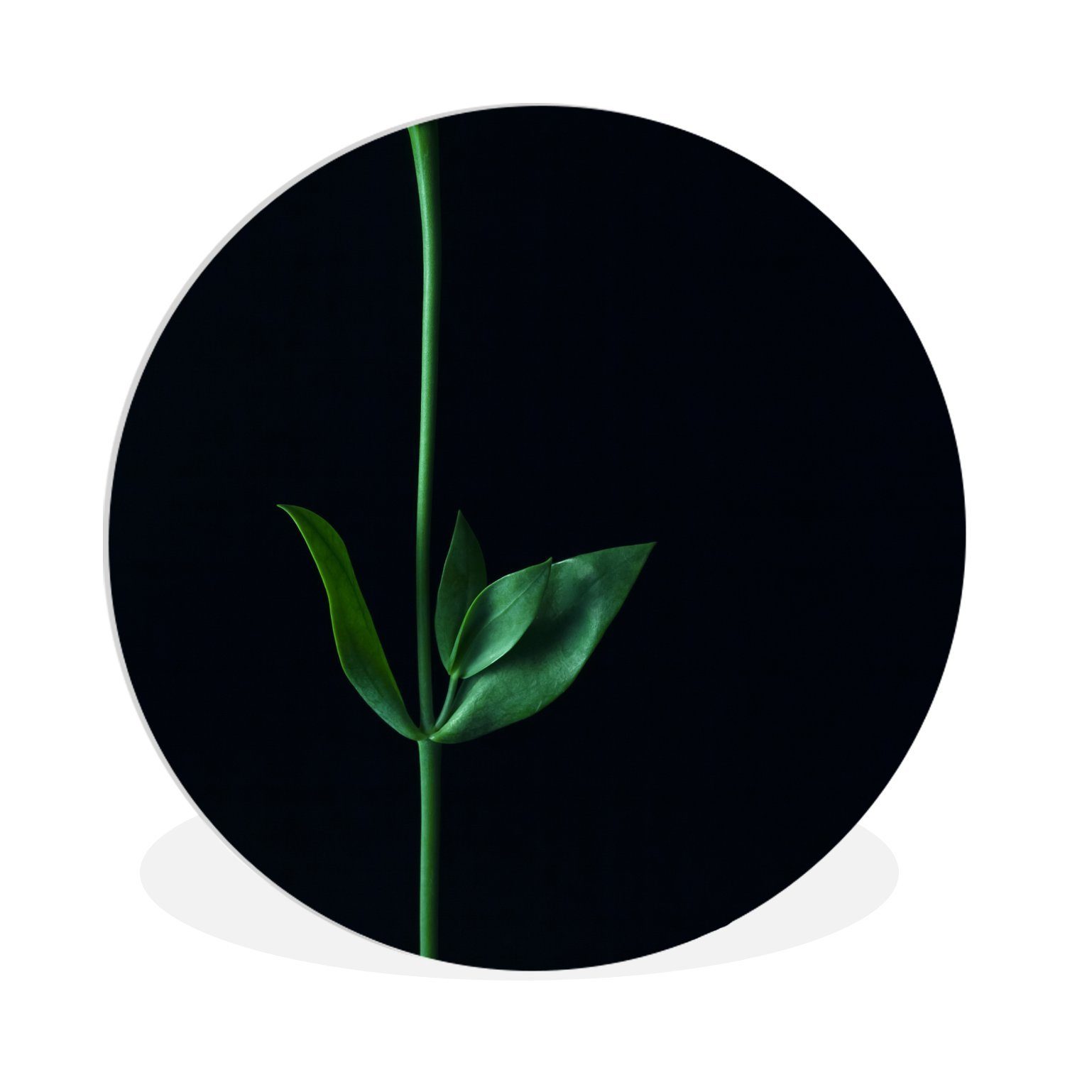MuchoWow Gemälde Ein grüner Stiel mit zwei Blättern auf schwarzem Hintergrund, (1 St), Kreis Wanddekoration Forex, Rundes Wandbild, Wohnzimmer, 30x30 cm