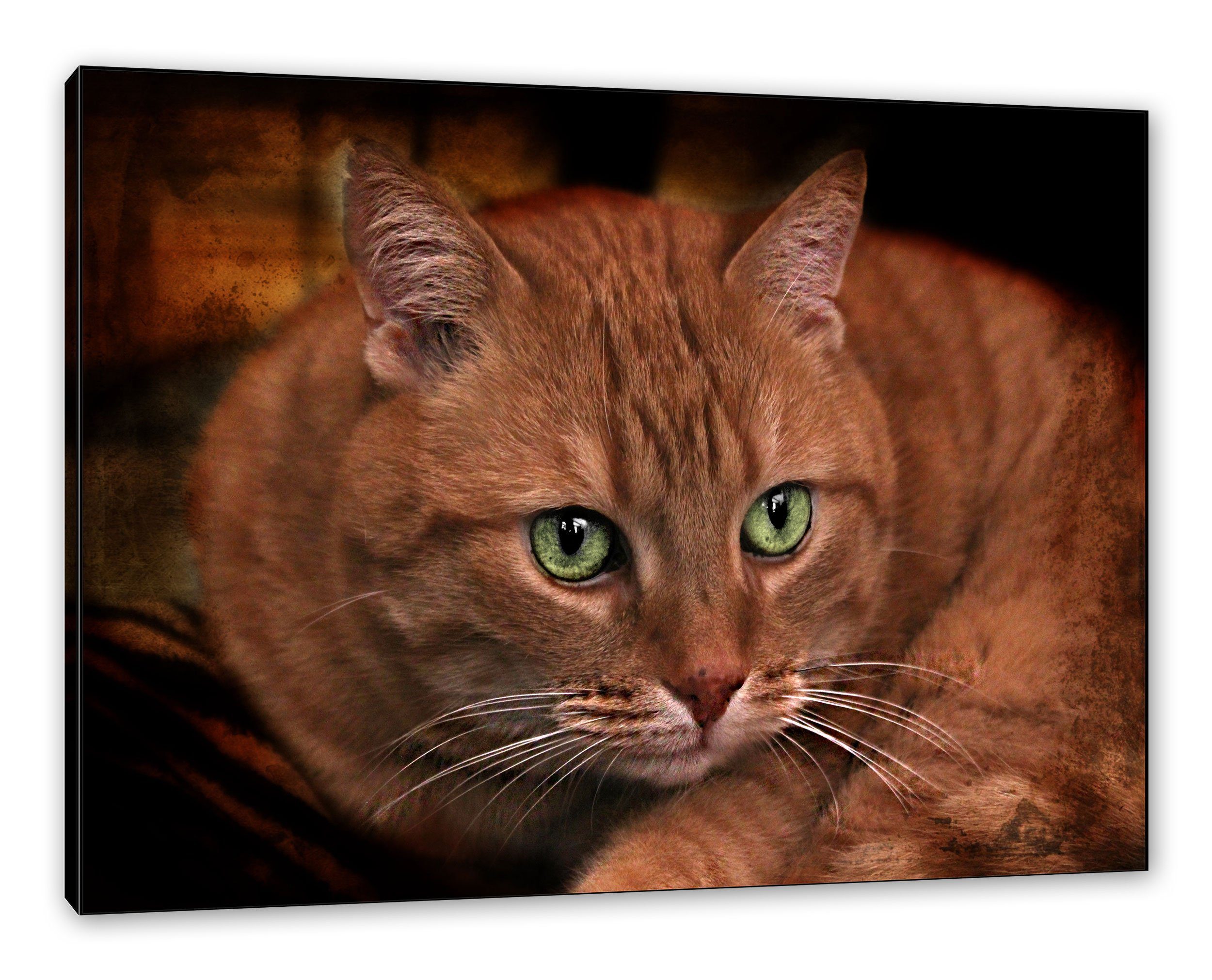 Pixxprint Leinwandbild schöne Hauskatze, schöne Hauskatze (1 St), Leinwandbild fertig bespannt, inkl. Zackenaufhänger