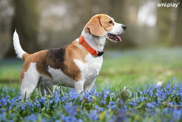 amiplay Hunde-Halsband Cotton, Baumwollgurtband, Verstellbares Hundehalsband mit Verriegelung COTTON