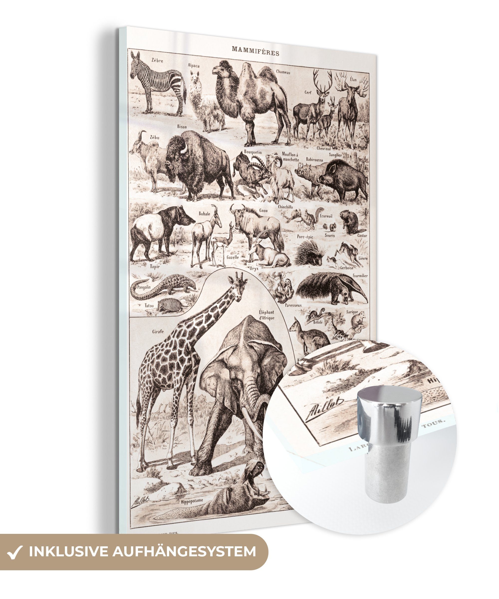MuchoWow Acrylglasbild Tiere - Elefant - Schwarz - Weiß, (1 St), Glasbilder - Bilder auf Glas Wandbild - Foto auf Glas - Wanddekoration