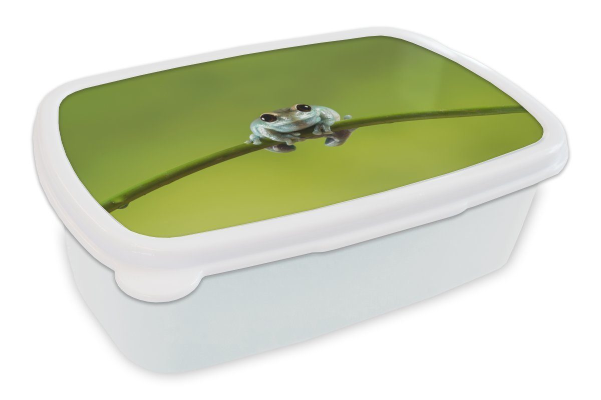 MuchoWow Lunchbox Frosch - Zweig - Grün, Kunststoff, (2-tlg), Brotbox für Kinder und Erwachsene, Brotdose, für Jungs und Mädchen weiß