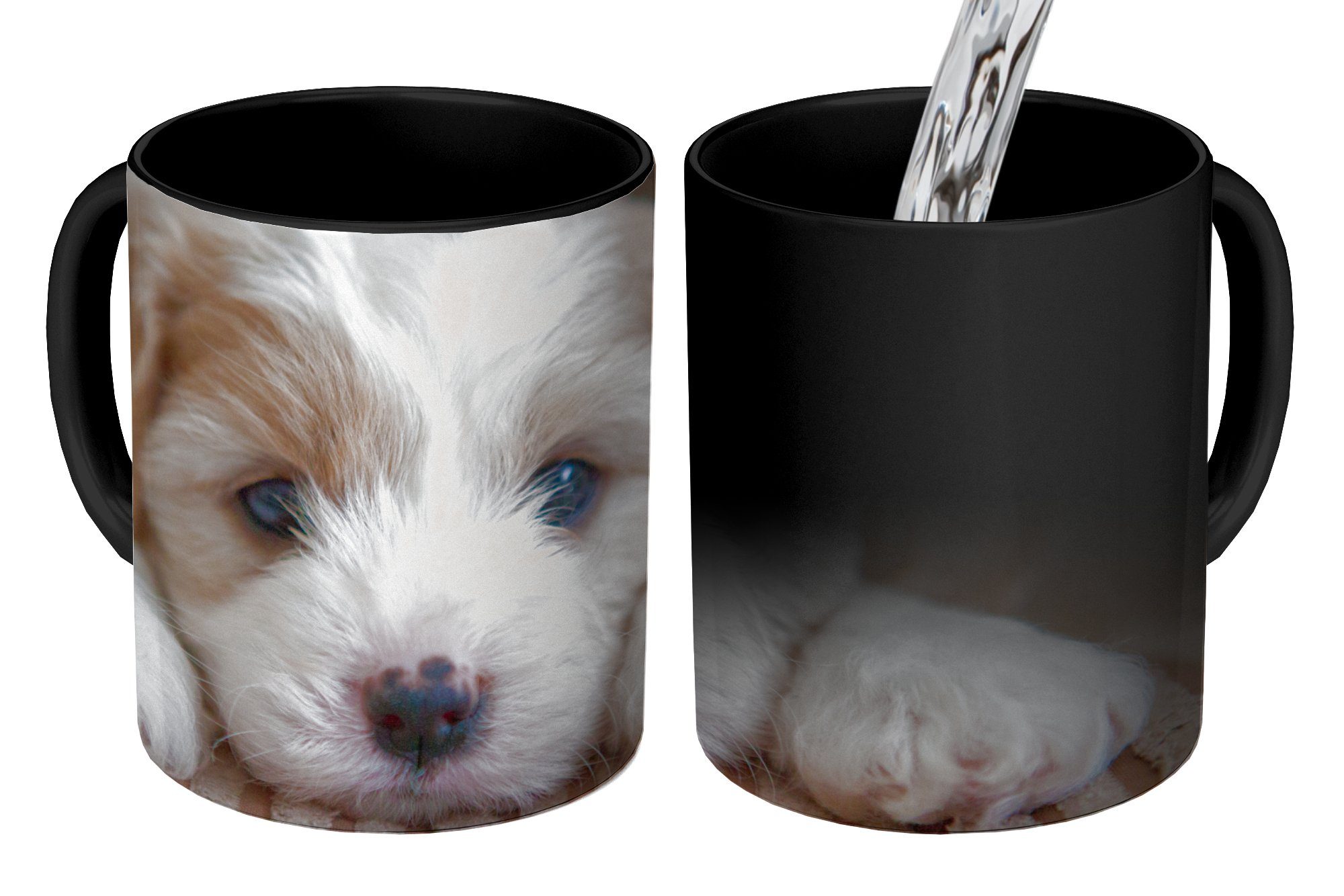 MuchoWow Tasse Nahaufnahme eines Cavachon-Welpen, Keramik, Farbwechsel, Kaffeetassen, Teetasse, Zaubertasse, Geschenk