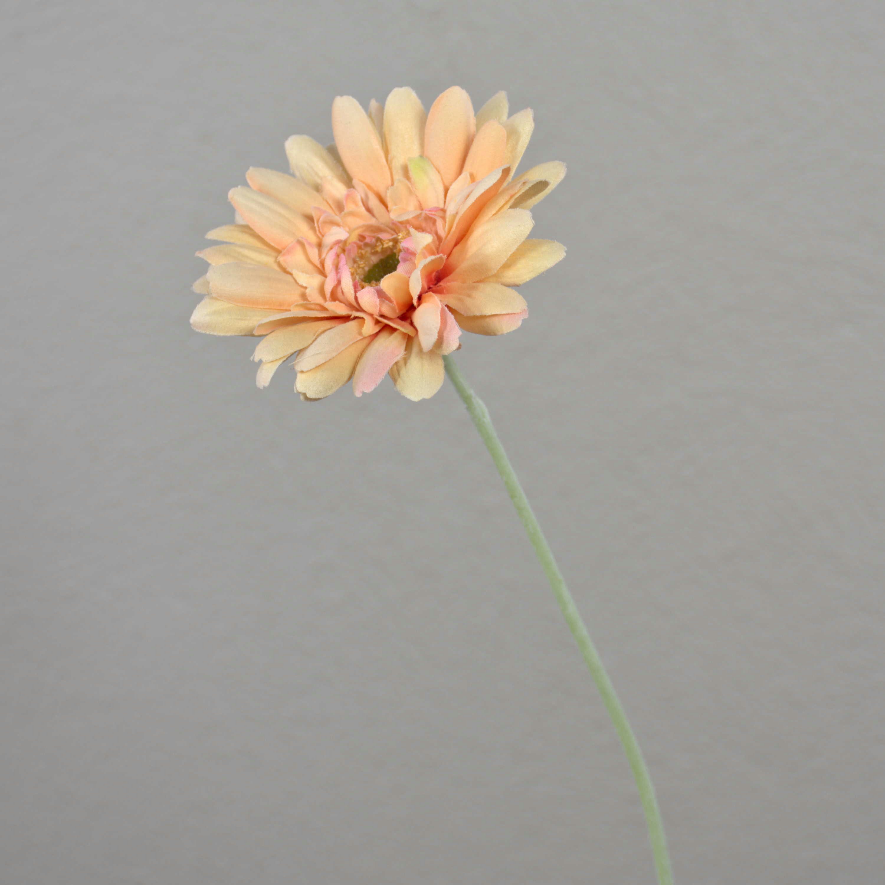 Kunstblume Künstliche Gerbera, Creme - rosa, beflockter Stiel, 55cm, Ø 11cm Gerbera, artplants, Höhe 55.0 cm