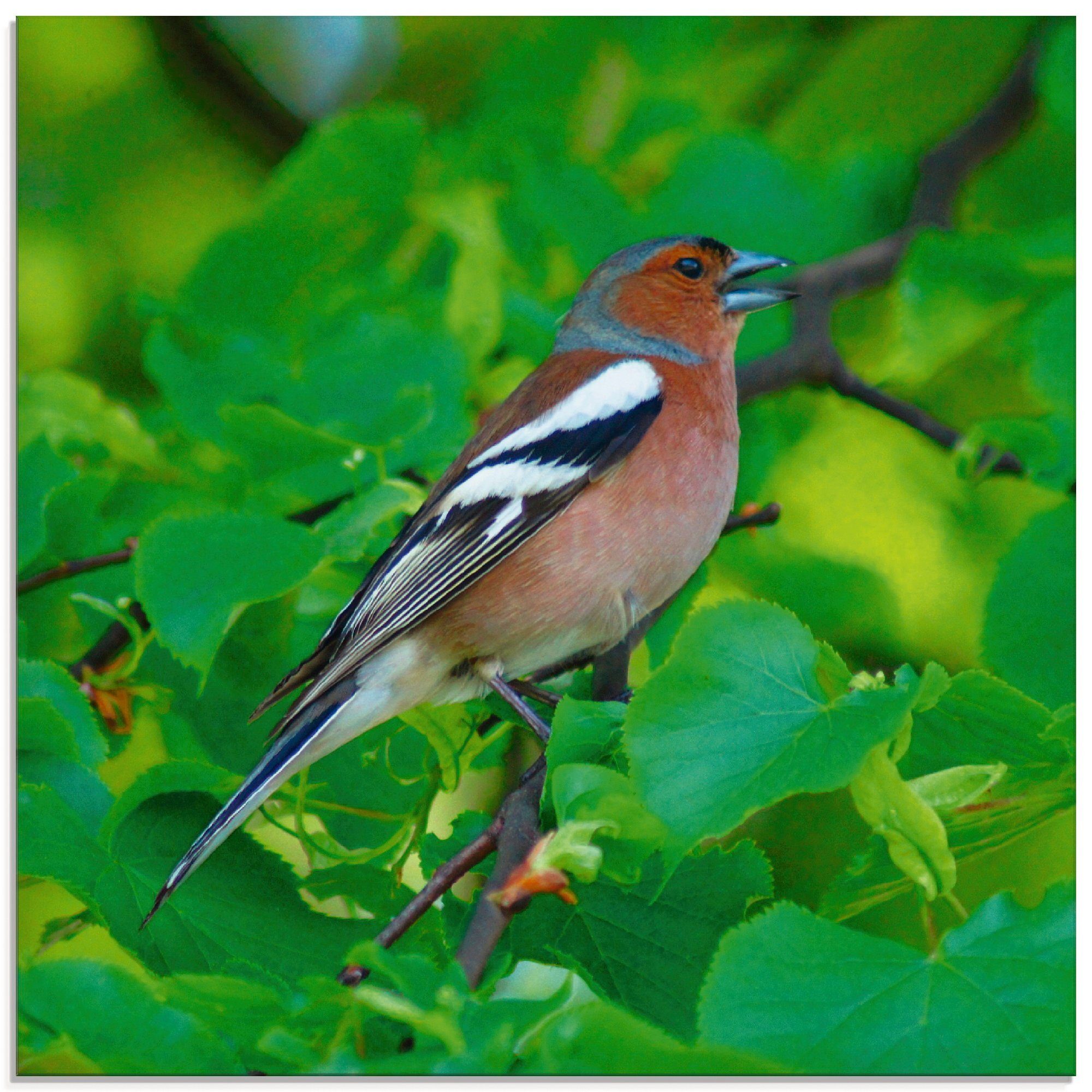 Artland Glasbild Buchfink Lied, Vögel (1 St), in verschiedenen Größen