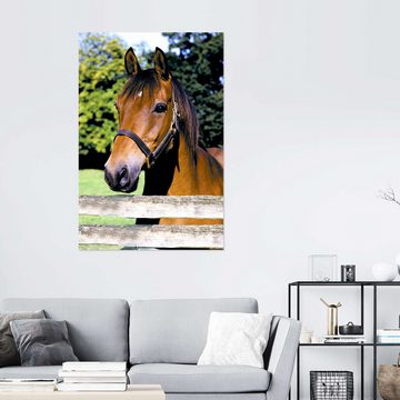 Posterlounge Wandfolie Greg Cuddiford, Pferd auf der Koppel, Mädchenzimmer Fotografie