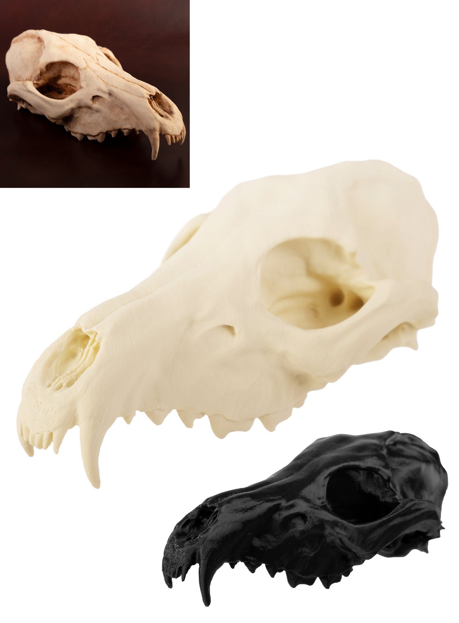 Andracor Dekoobjekt 3D-Druck Fuchsschädel - 16 cm - Halloween Skelett, Halloween Skelett