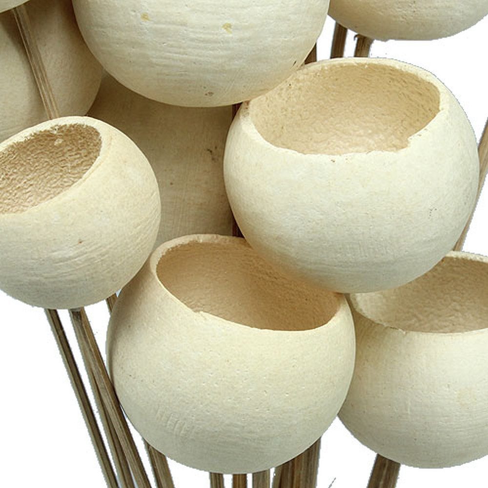 Trockenblume Elegante Bell Cup Dekoration für günstig online kaufen