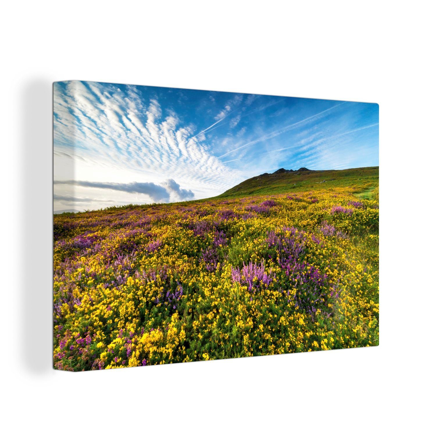 OneMillionCanvasses® Leinwandbild Wildblumen im Pembrokeshire Coast National Park in England, (1 St), Wandbild Leinwandbilder, Aufhängefertig, Wanddeko, 30x20 cm