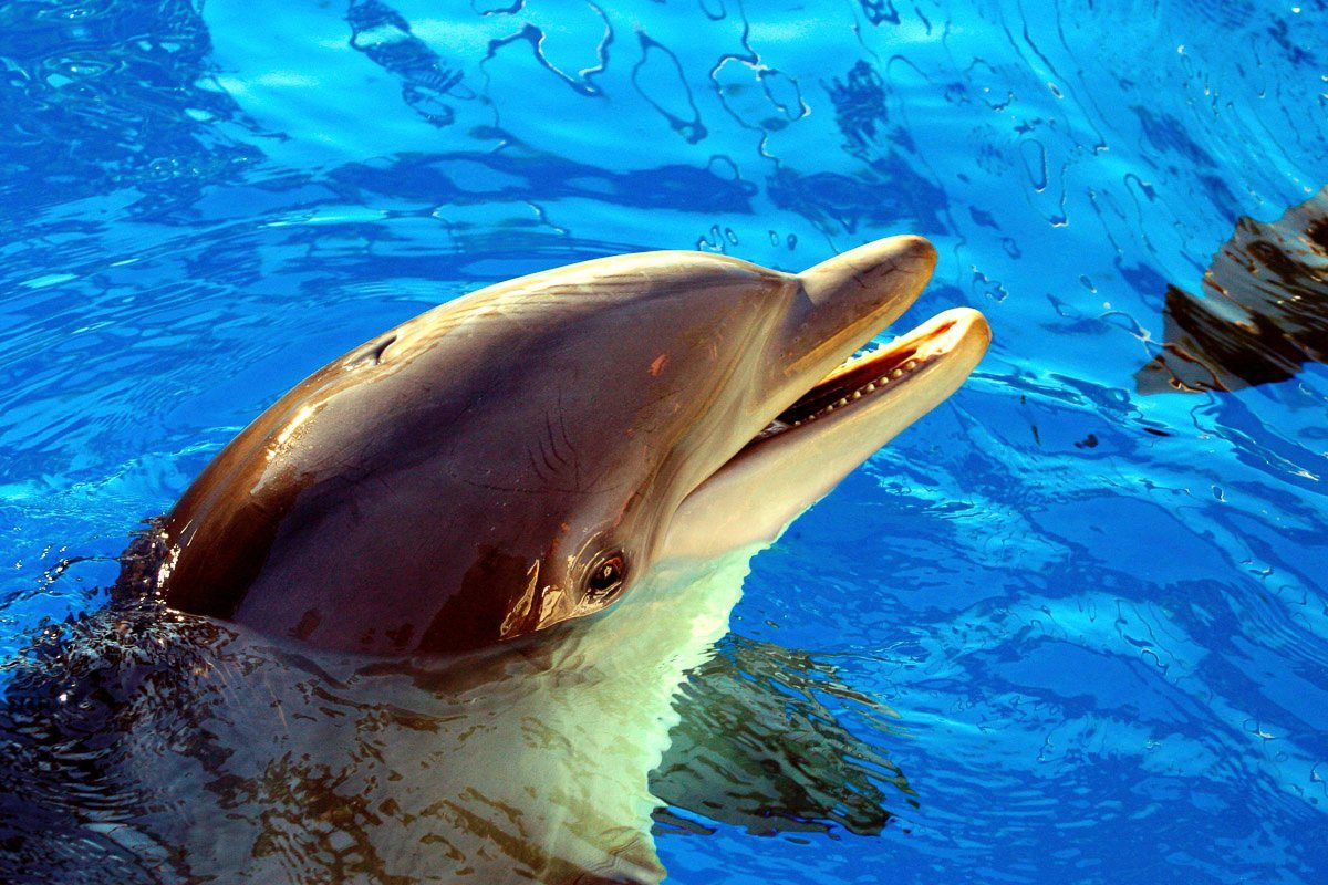 Fototapete Delfin