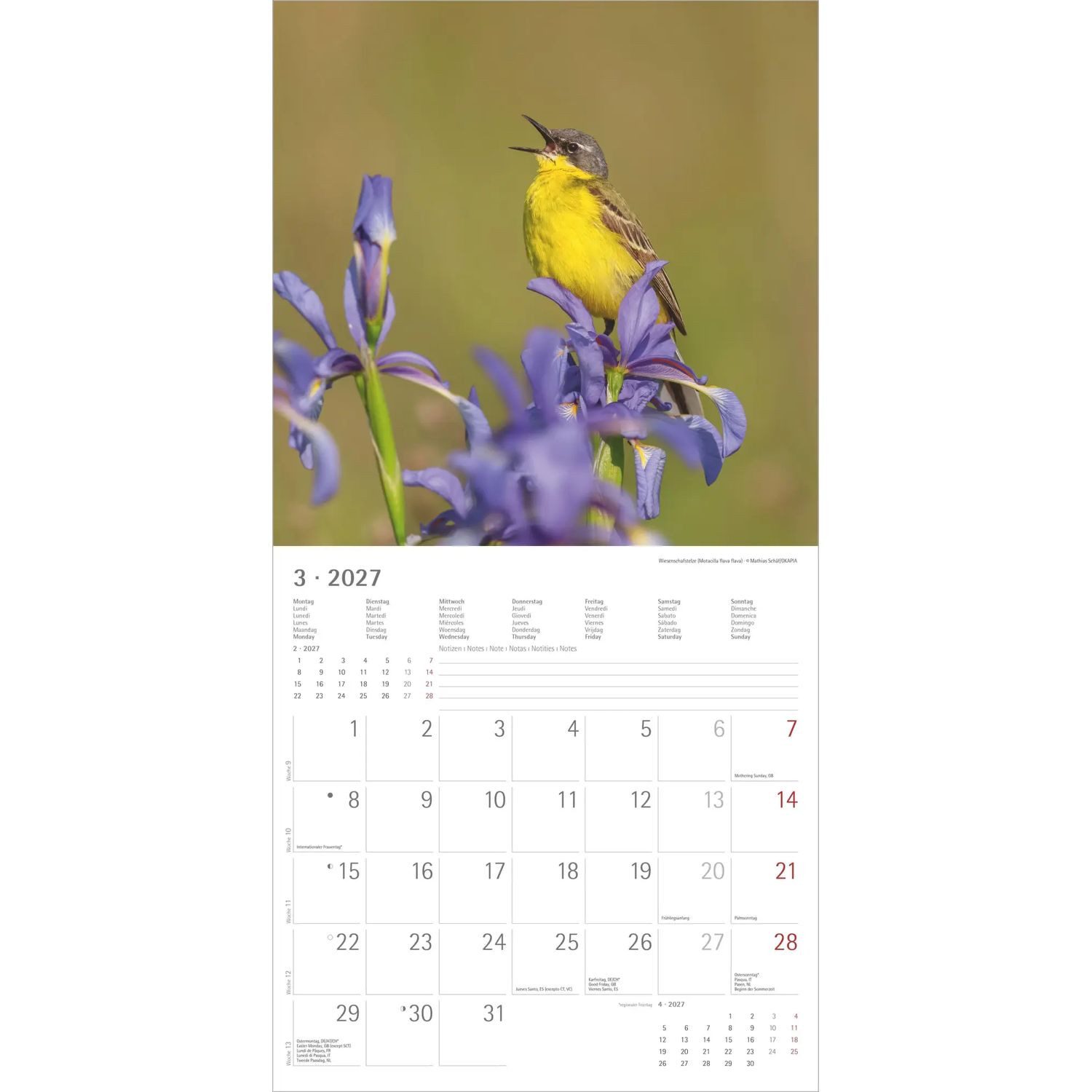 Wandkalender Einheimische Vögel 2027