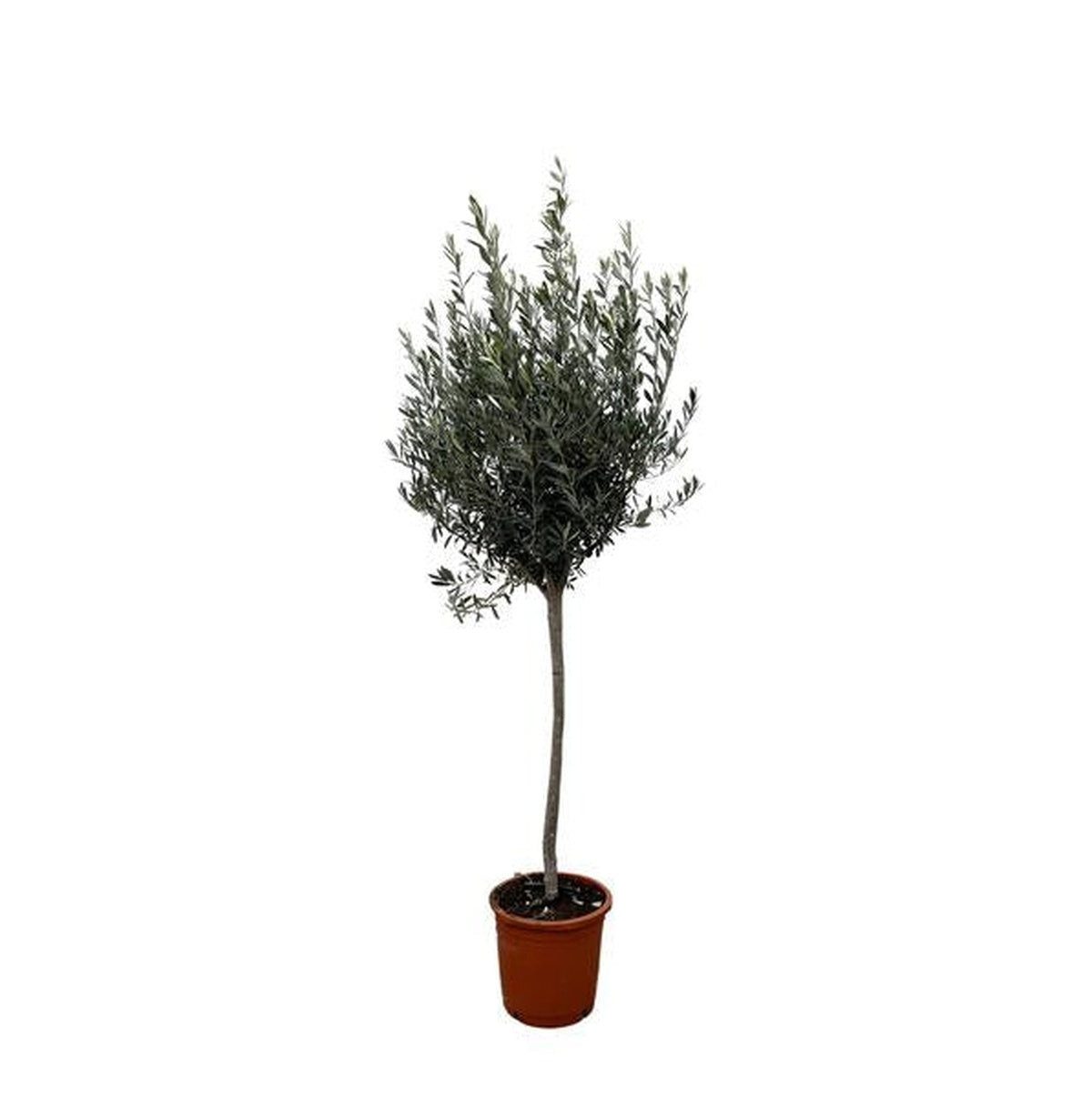 Florora Olivenbaum Olea europaea – Olivenbaum – 160 cm – Topf 24 cm