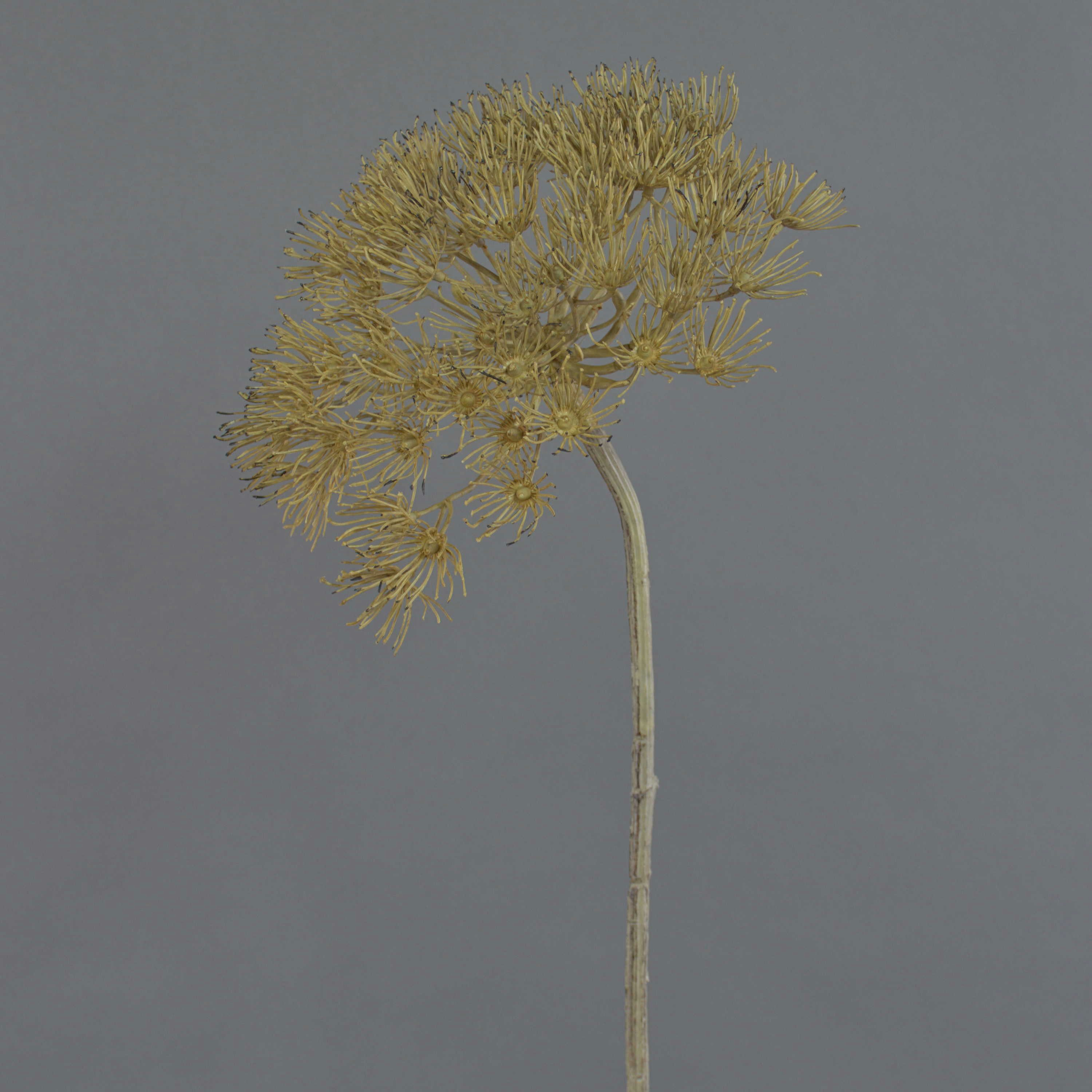 Kunstblume Künstliche Bärenklau Dolde ANSARI, braun, 80cm, Ø 22cm Bärenklau, artplants, Höhe 80.0 cm