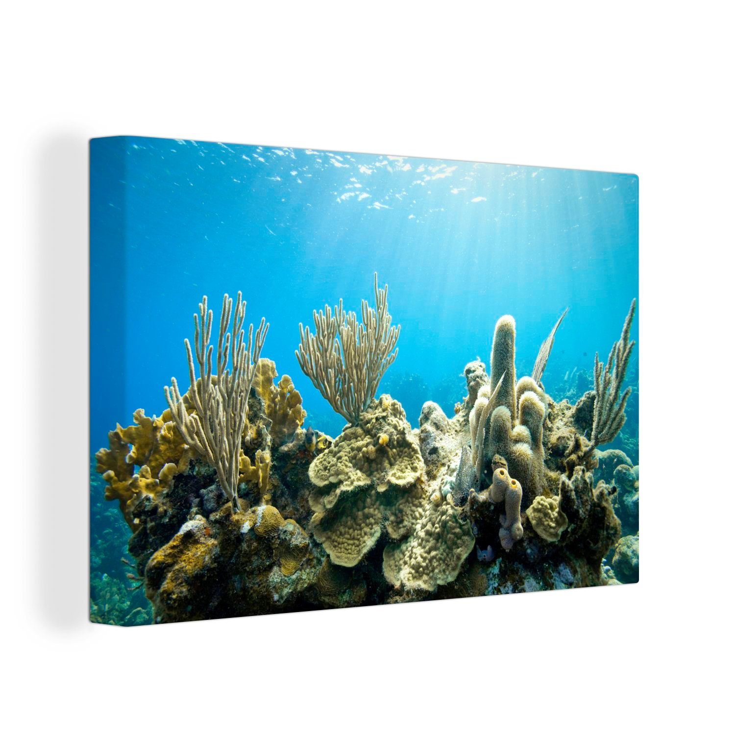 OneMillionCanvasses® Leinwandbild Korallen in einem klaren Meer, (1 St), Wandbild Leinwandbilder, Aufhängefertig, Wanddeko, 30x20 cm