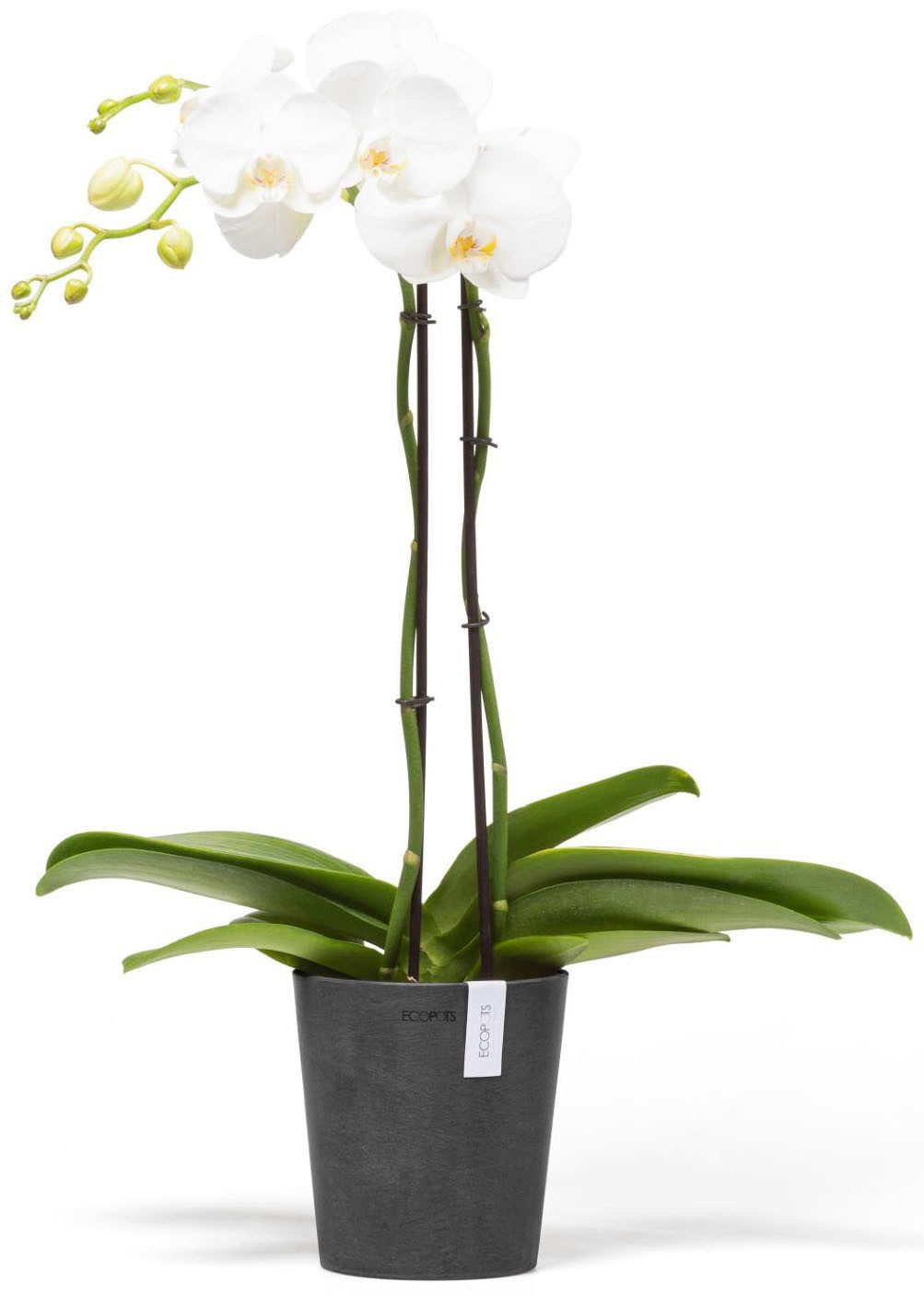 ECOPOTS Blumentopf Morinda, ØxH: 14,2x16 cm