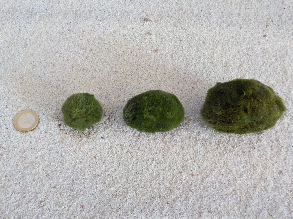 Aquaone Wasserpflanze Aquarium Pflanze Mooskugel M 2-3cm Aquariumpflanze Al günstig online kaufen