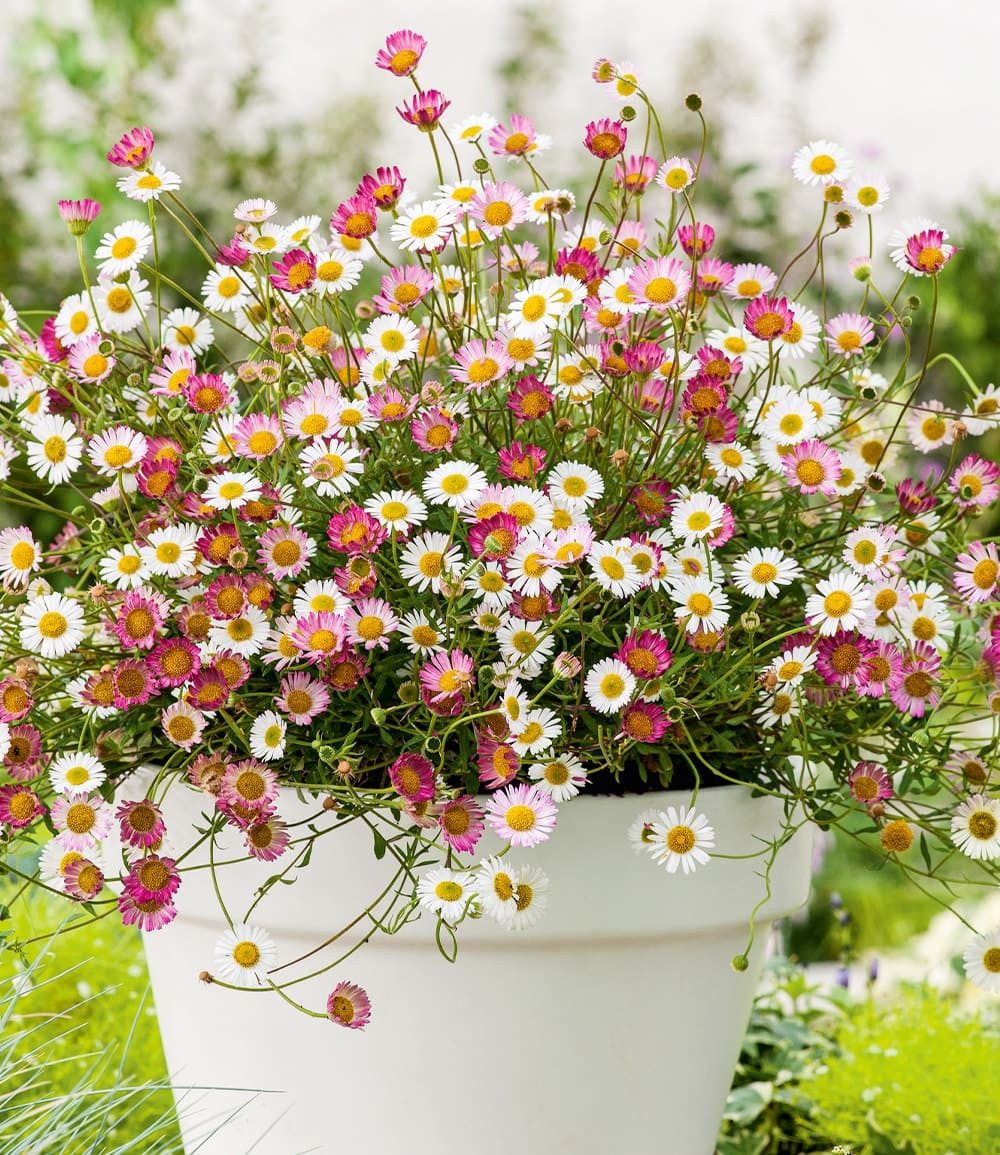 BALDUR Garten Bodendecker Spanisches Gänseblümchen, 9 St., Karwinsky-berufkraut, genügsam, winterhart, mehrjährig