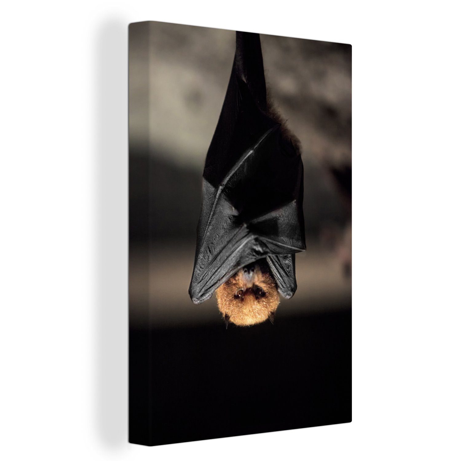 OneMillionCanvasses® Leinwandbild Eine hängende Fledermaus, (1 St), Leinwandbild fertig bespannt inkl. Zackenaufhänger, Gemälde, 20x30 cm