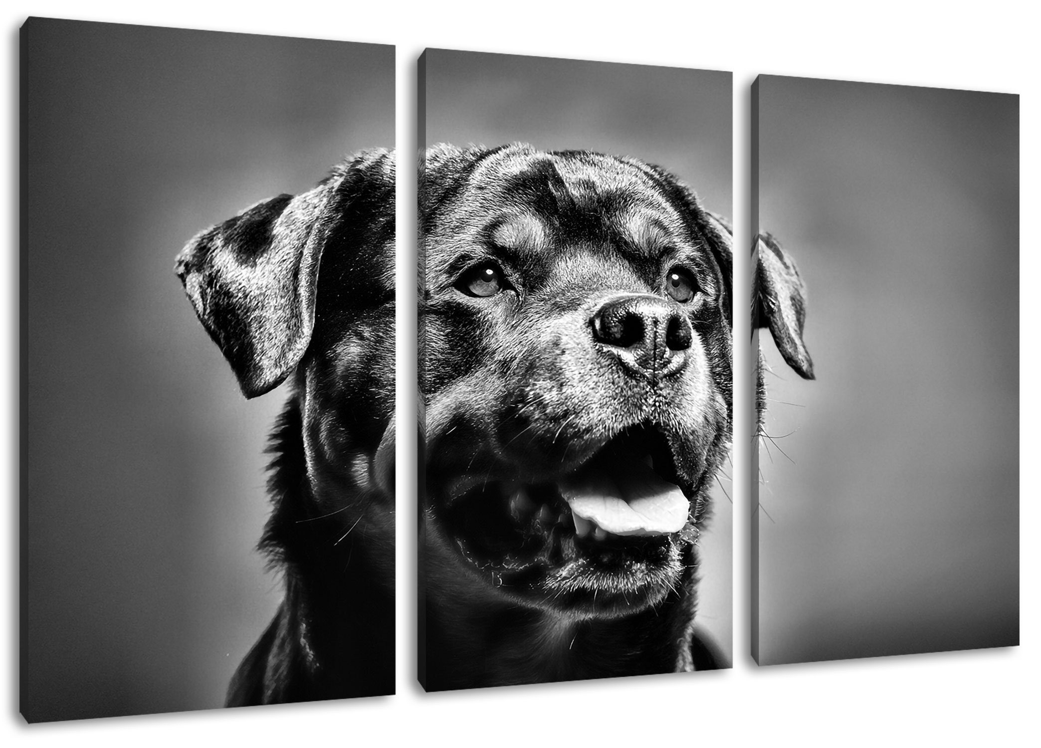Pixxprint Leinwandbild Treuer Rottweiler, Treuer Rottweiler 3Teiler (120x80cm) (1 St), Leinwandbild fertig bespannt, inkl. Zackenaufhänger