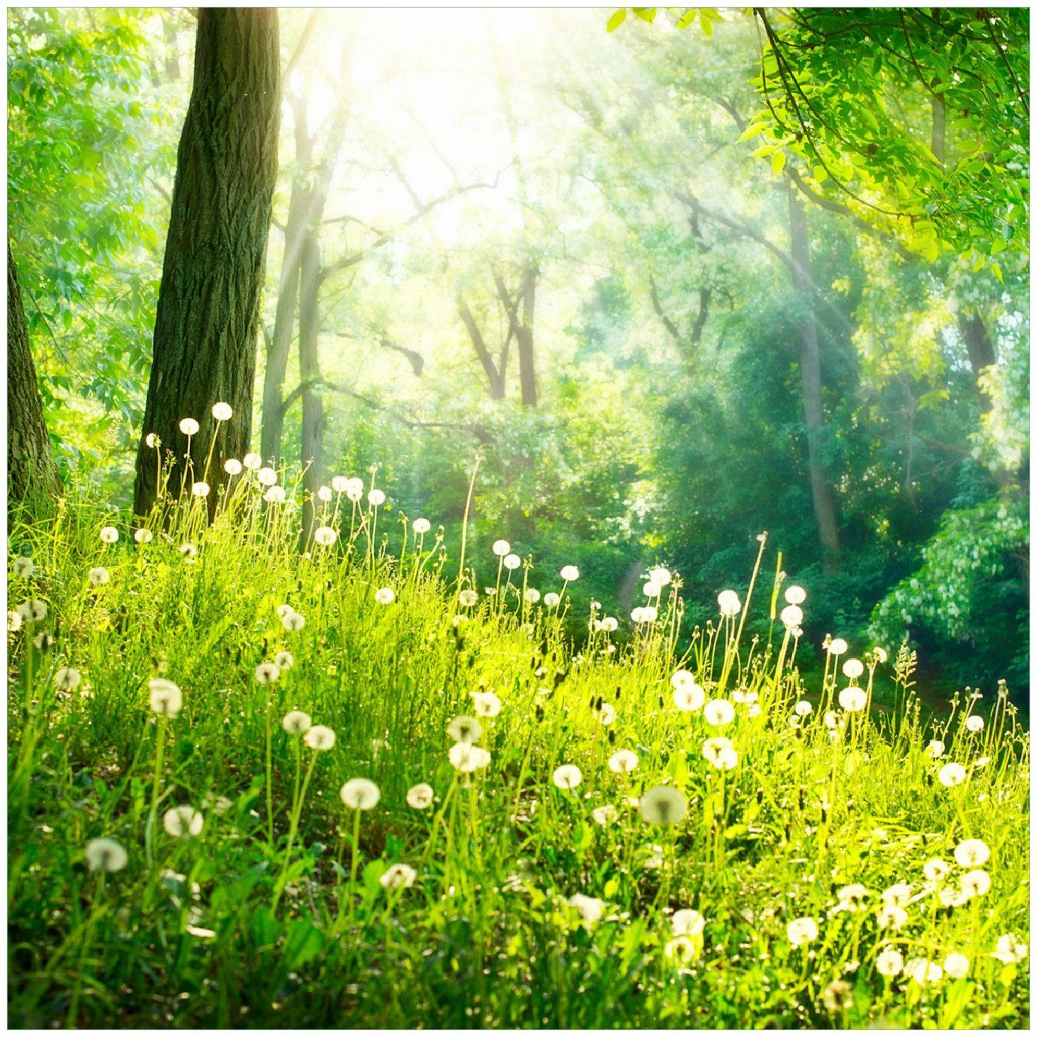 Wallario Memoboard Pusteblumen im Wald mit einfallenden Sonnenstrahlen