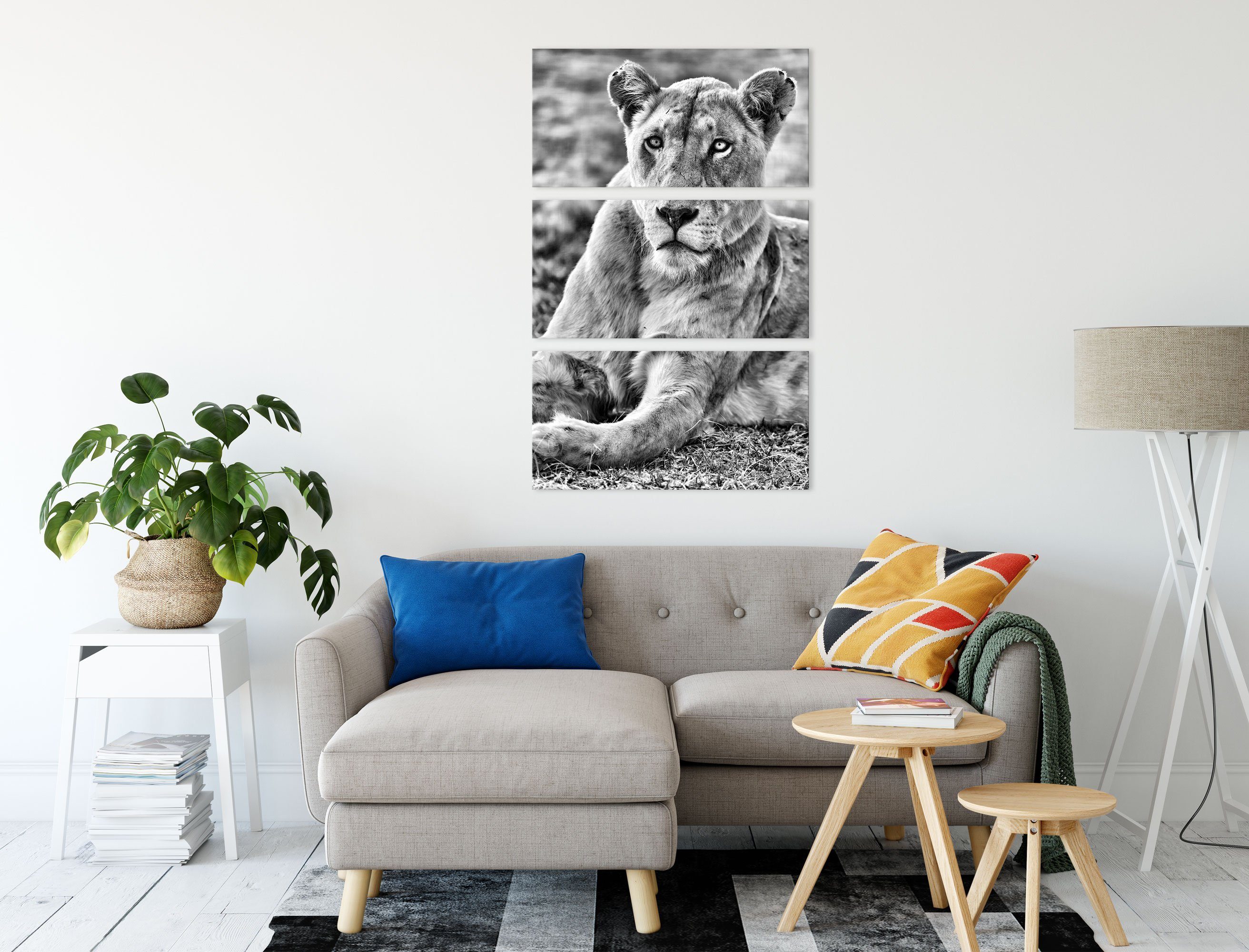 inkl. (1 prächtige Leinwandbild Zackenaufhänger Pixxprint Löwin Löwin, 3Teiler fertig bespannt, St), weiße weiße (120x80cm) Leinwandbild prächtige