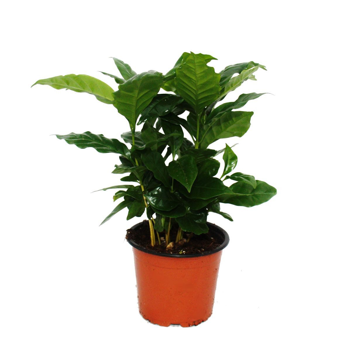Exotenherz Zimmerpflanze Kaffee Pflanze (Coffea arabica) 1 Pflanze - Zimmerpflanze