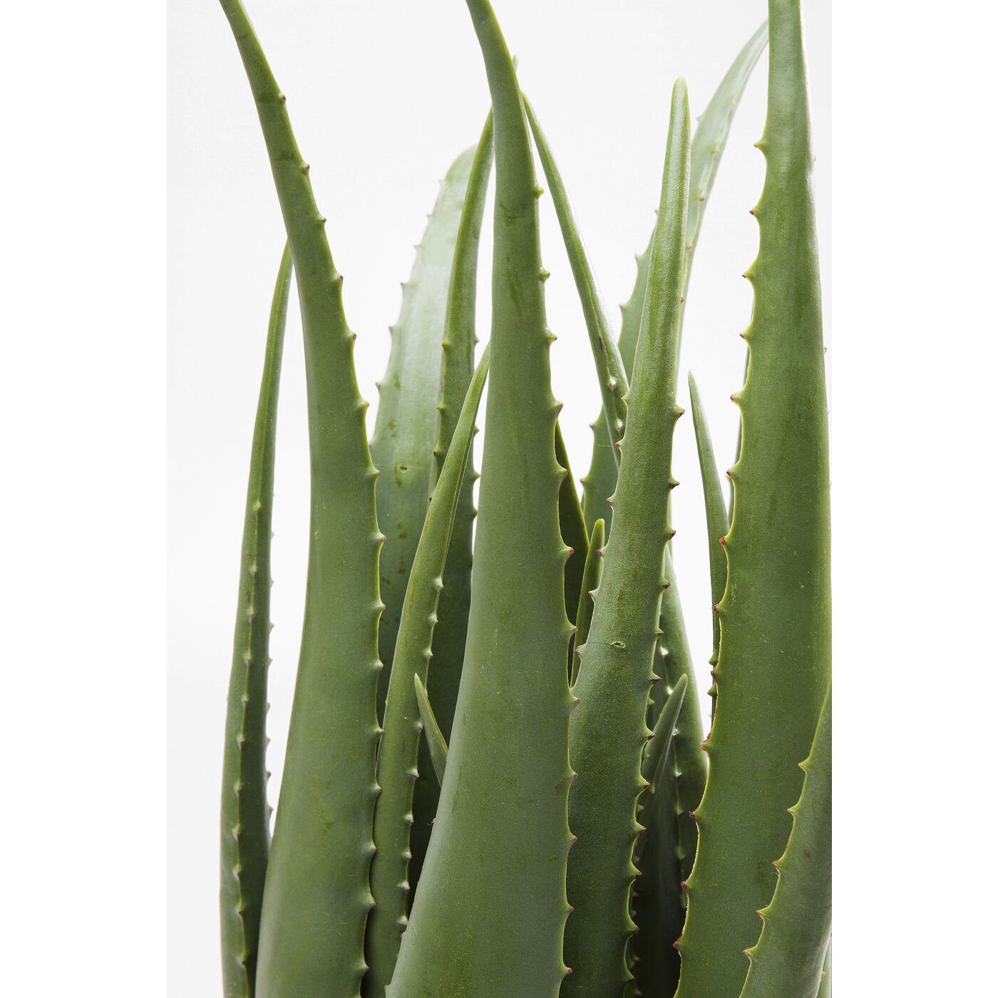 KARE, cm Höhe Aloe, Zimmerpflanze 69.0 Künstliche