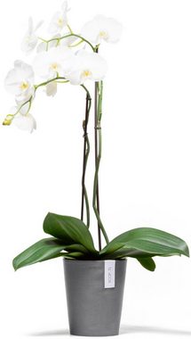 ECOPOTS Blumentopf Morinda Orchidee 17 Grau, für den Innenbereich