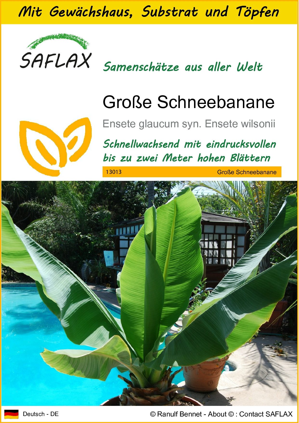 Blumensamen SAFLAX - Anzuchtset - Große Schneebanane