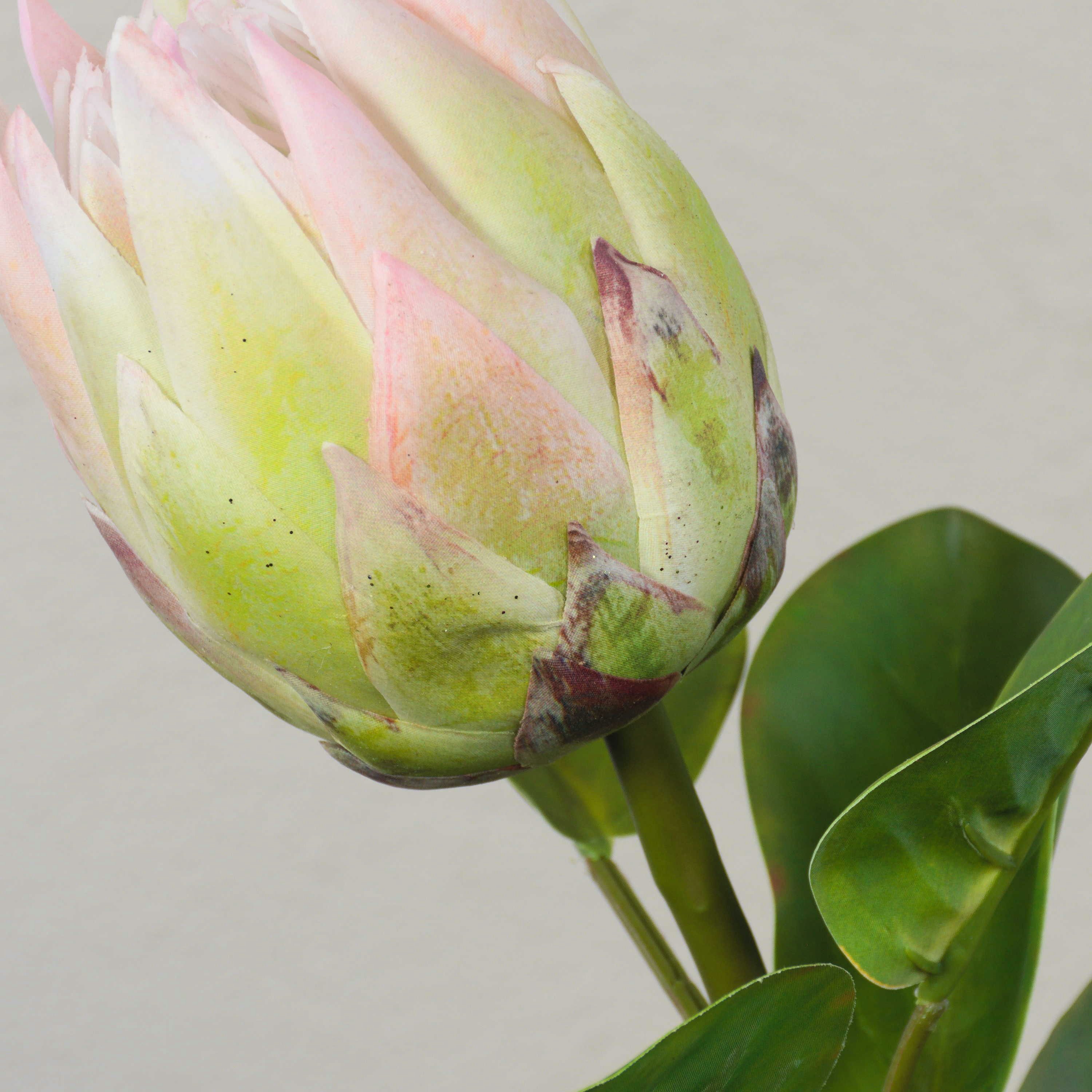 Kunstblume Kunst Blumenzweig Königs-Protea TANIEKA, grün-rosa, 70cm Protea (Königs Protea), artplants, Höhe 65.0 cm