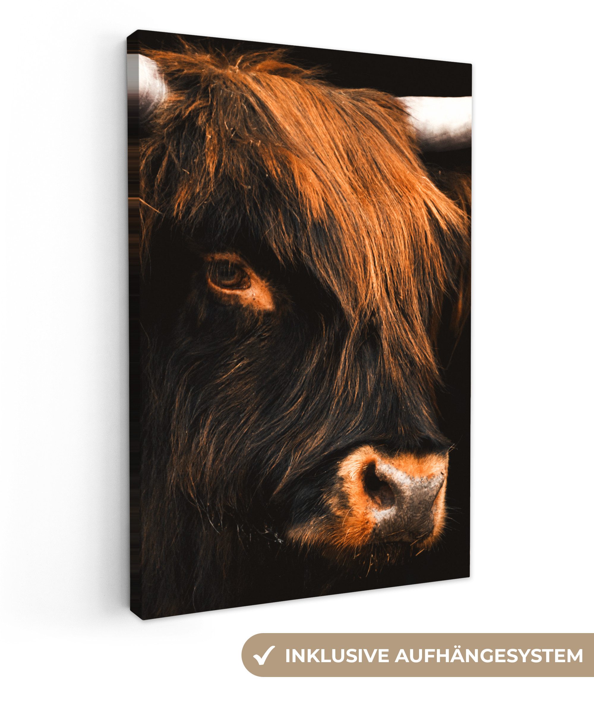 OneMillionCanvasses® Leinwandbild Schottischer Highlander - Schwarz günstig online kaufen