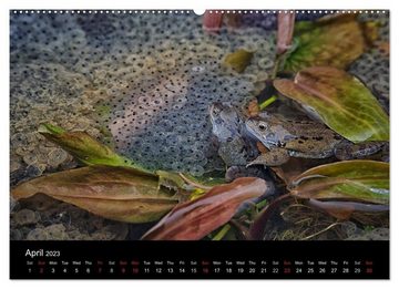 CALVENDO Wandkalender The Common Frog Collection (Premium-Calendar 2023 DIN A2 Landscape)