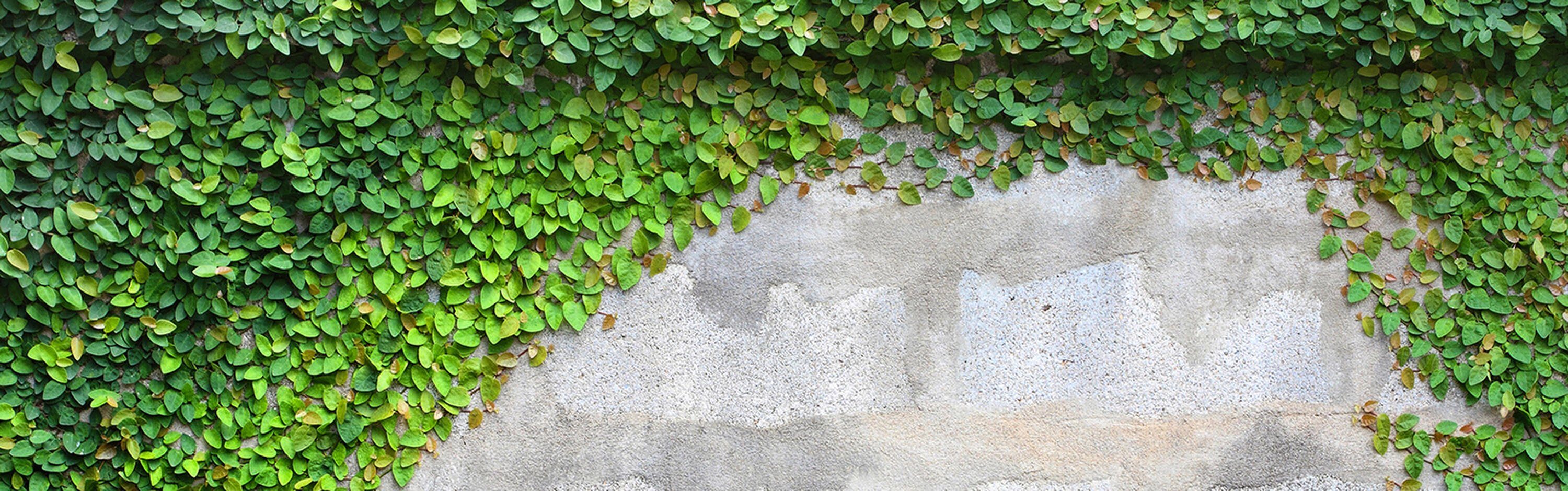 einer versch. Küchenrückwand (1-tlg), Premium Eine in wandmotiv24 Hartschaum Kriechpflanze Größen Mauer, auf Nischenrückwand