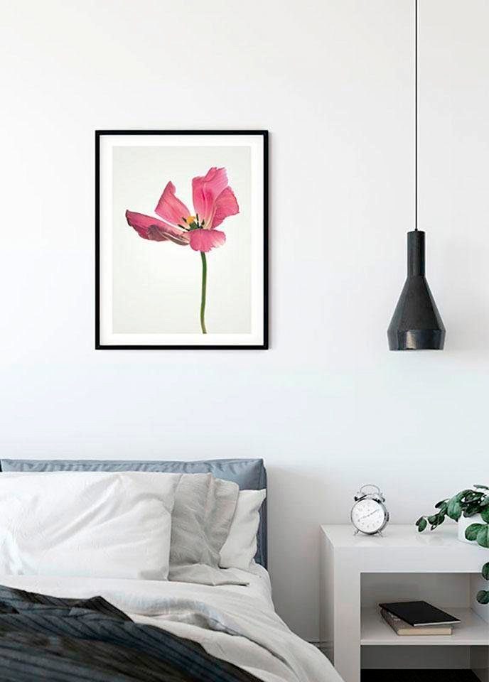 Komar Poster Tulip, Blumen (1 St), Schlafzimmer, Kinderzimmer, Wohnzimmer