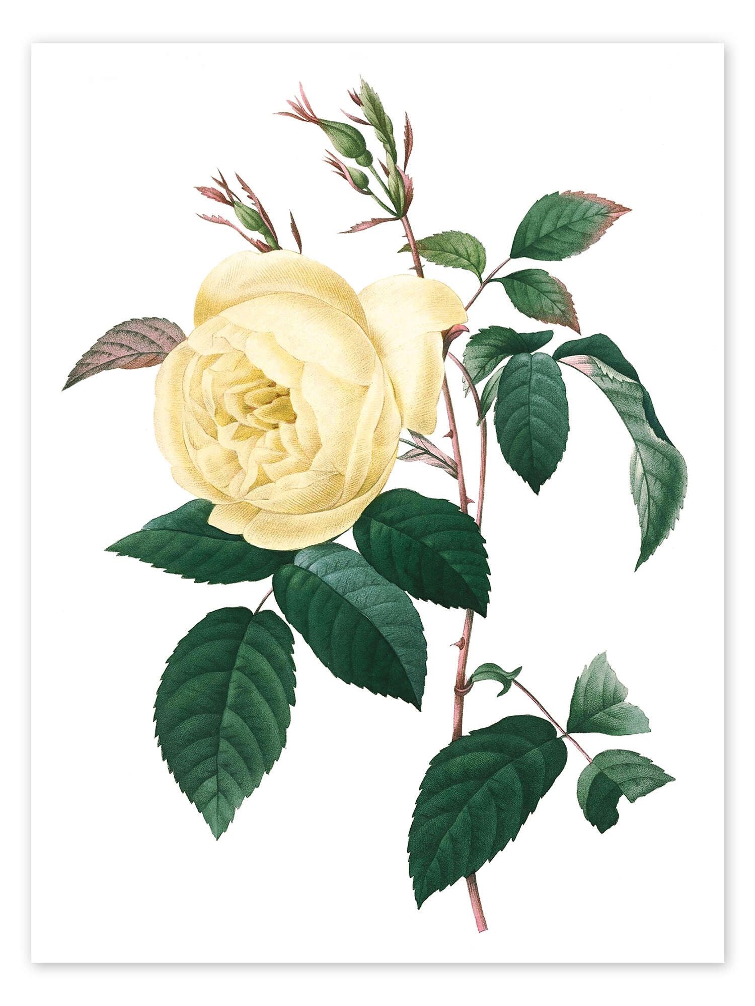 Posterlounge Wandbild Rosa indica, Pierre Joseph günstig online kaufen