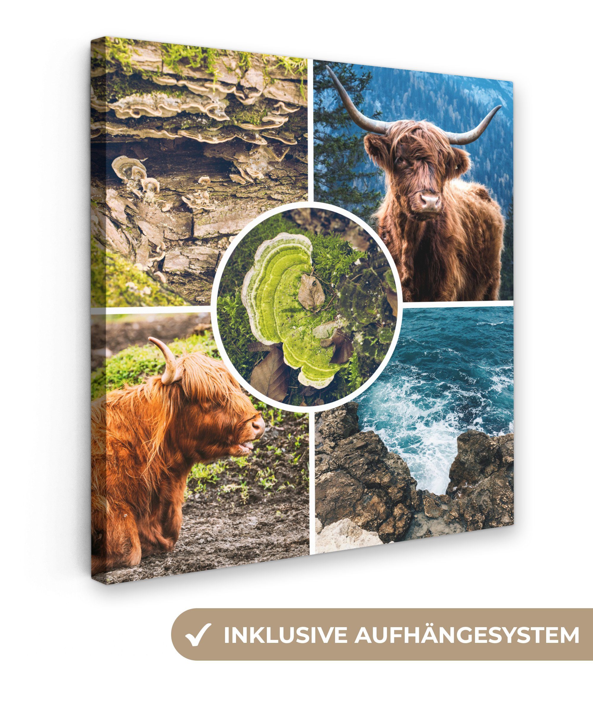 OneMillionCanvasses® Leinwandbild Schottische Highlander - Tiere - Natur, (1 St), Leinwand Bilder für Wohnzimmer Schlafzimmer, 20x20 cm