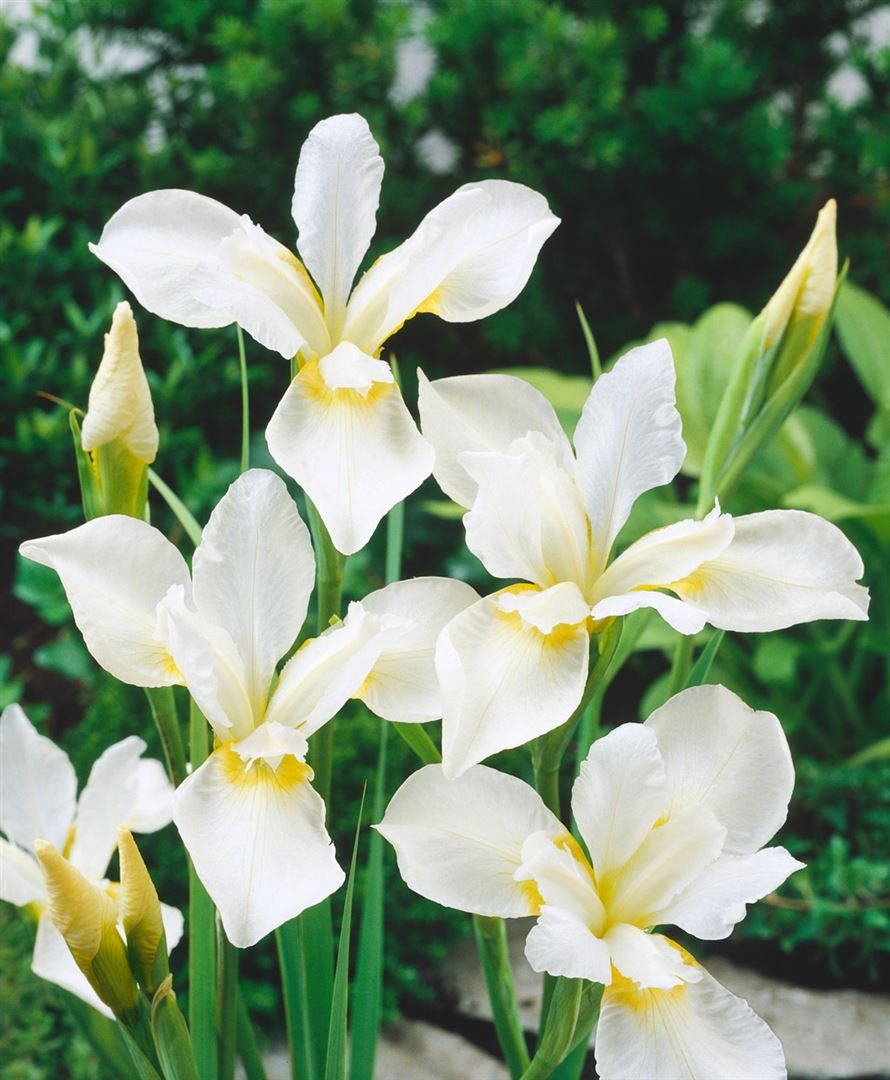 Pflanzen für Dich Staude Iris sibirica White Swirl, 1 St., Sibirische Schwertlilie