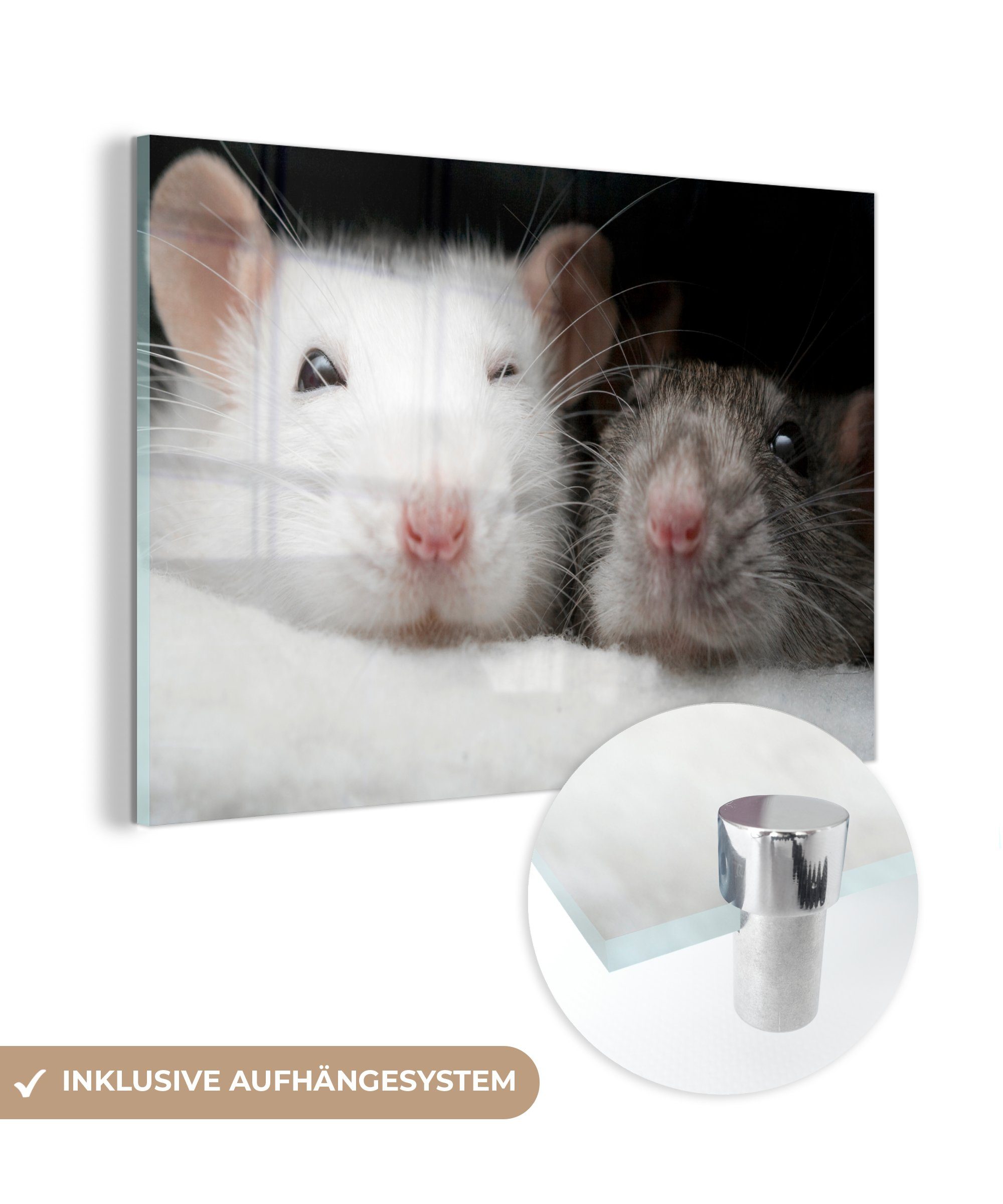 Nahaufnahme einem Schlafzimmer Acrylglasbilder Ratten (1 & in Korb, Wohnzimmer MuchoWow Acrylglasbild St),