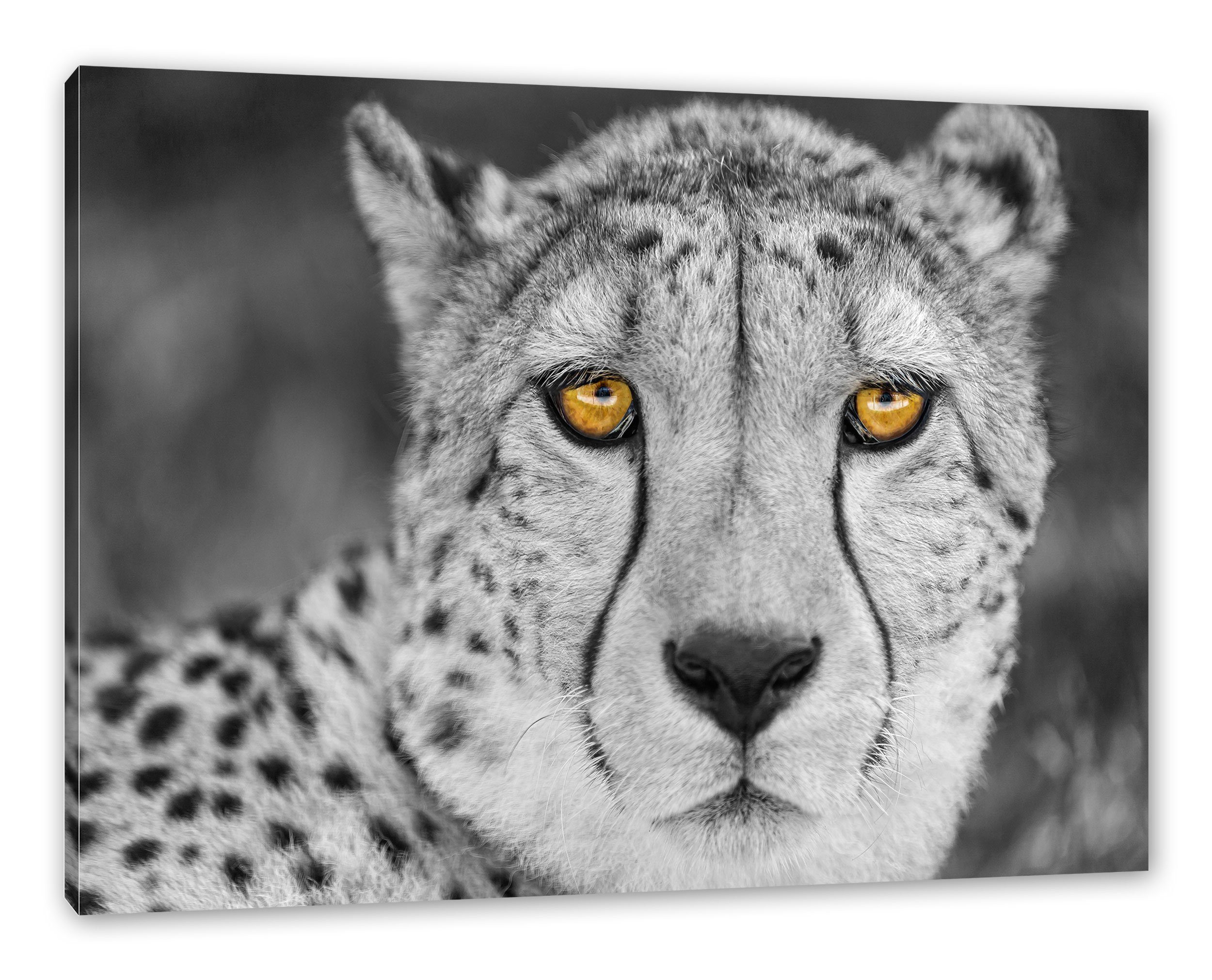 Pixxprint Leinwandbild ruhender Gepard, ruhender Gepard (1 St), Leinwandbild fertig bespannt, inkl. Zackenaufhänger | Leinwandbilder