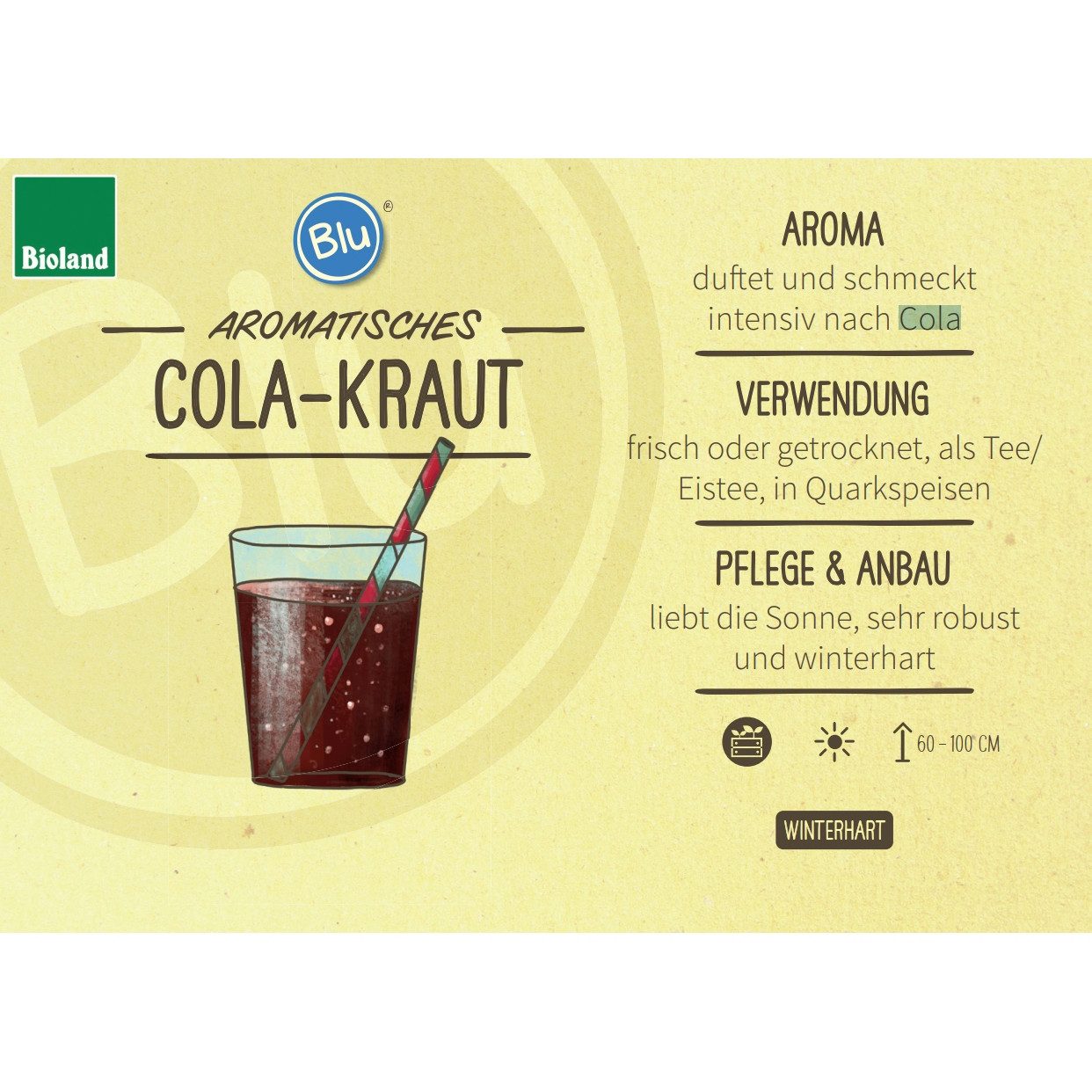 Exotenherz Gewürzkraut Cola-Kraut Artemisia abrotanum var. maritima Kräuterpflanze 12cm Topf