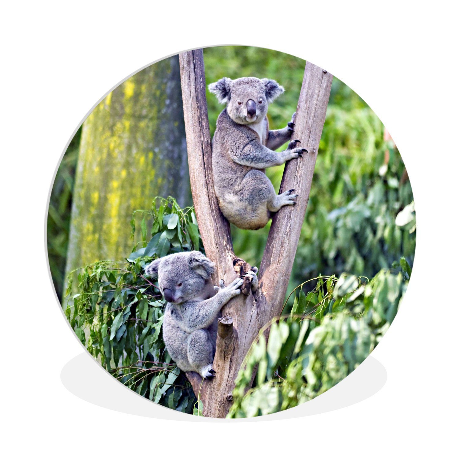 MuchoWow Gemälde Koala - Baum - Eukalyptus, (1 St), Kreis Wanddekoration Forex, Rundes Wandbild, Wohnzimmer, 30x30 cm