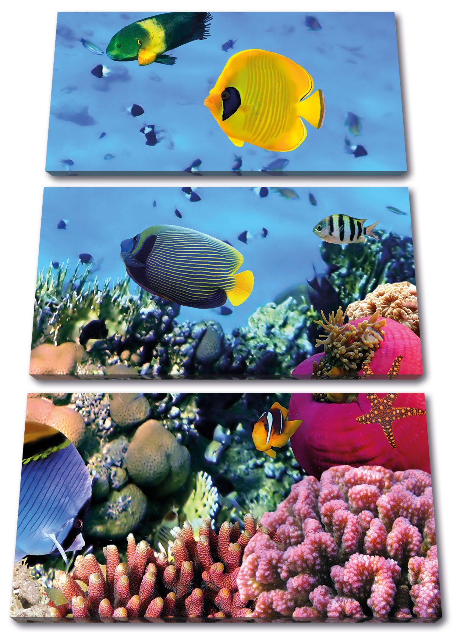 Pixxprint Leinwandbild Leinwandbild Fische (1 3Teiler im St), Zackenaufhänger Korallenriff, Fische inkl. Korallenriff bespannt, fertig (120x80cm) im