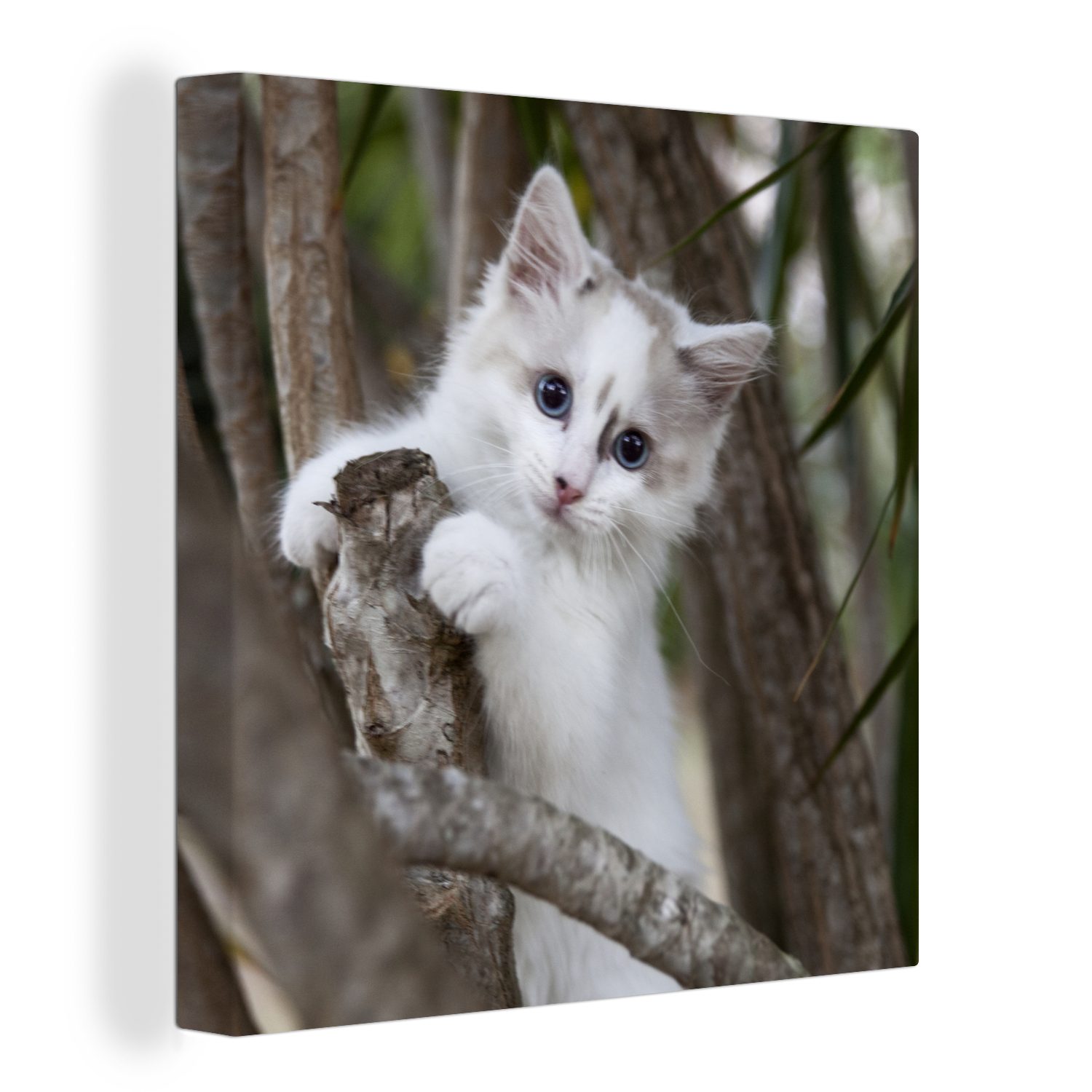 OneMillionCanvasses® Leinwandbild Weißes Ragdoll-Kätzchen auf einem Ast, (1 St), Leinwand Bilder für Wohnzimmer Schlafzimmer