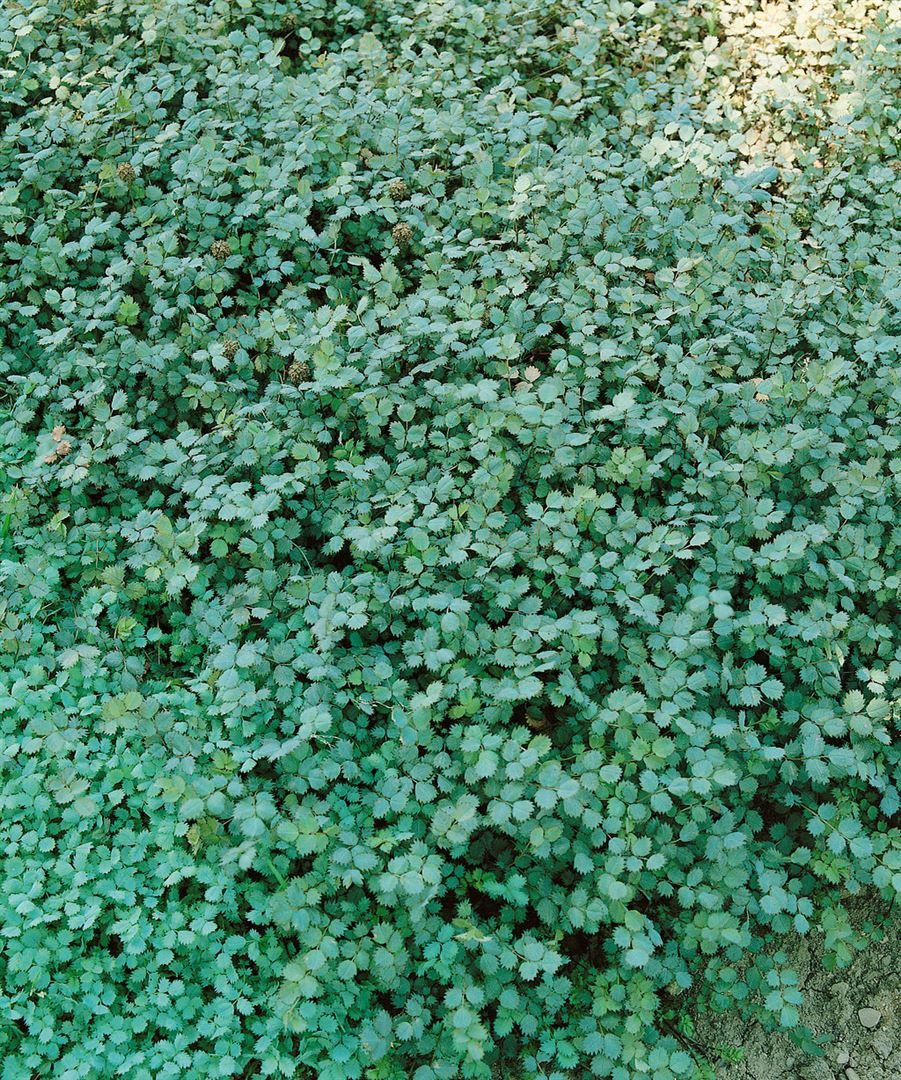 Pflanzen für Dich Staude Acaena buchananii, 1 St., Stachelnüsschen