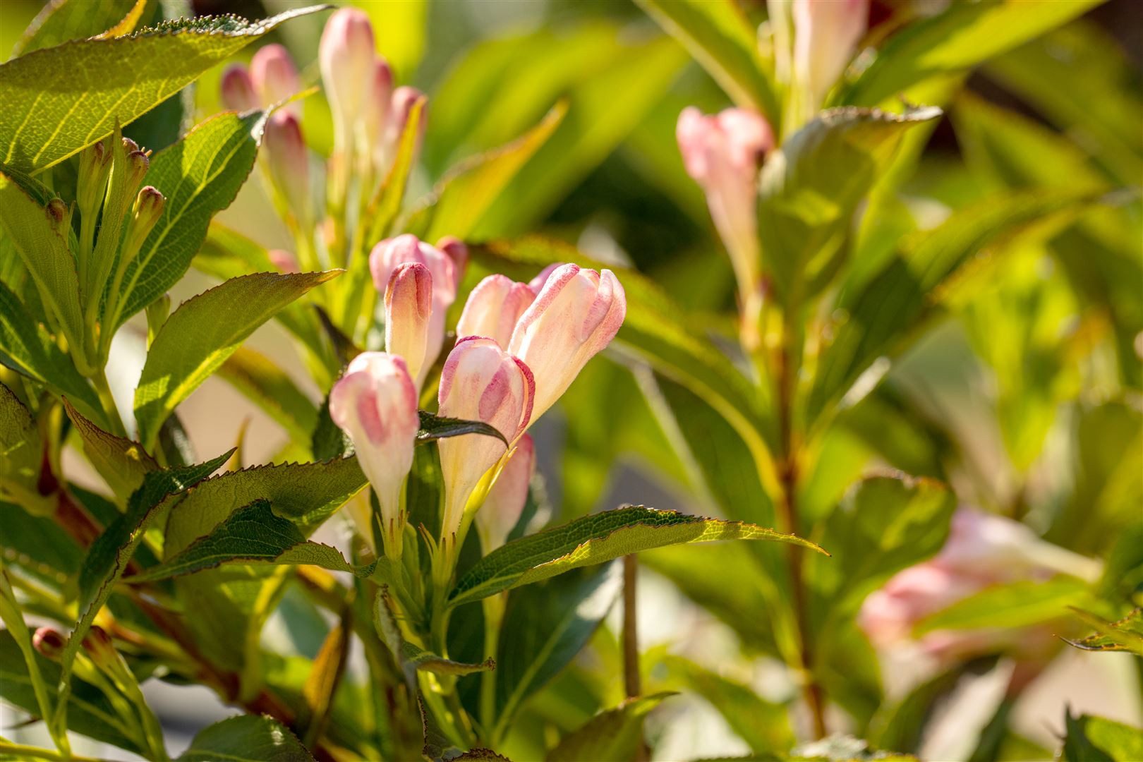 Pflanzen für Dich Hecken Weigela 'All Summer Peach', 1 St., Weigelie, pfirsichfarben, langblühend