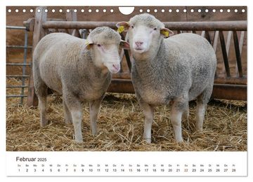 CALVENDO Wandkalender Schöne Schafe (Wandkalender 2025 DIN A4 quer), CALVENDO Monatskalender