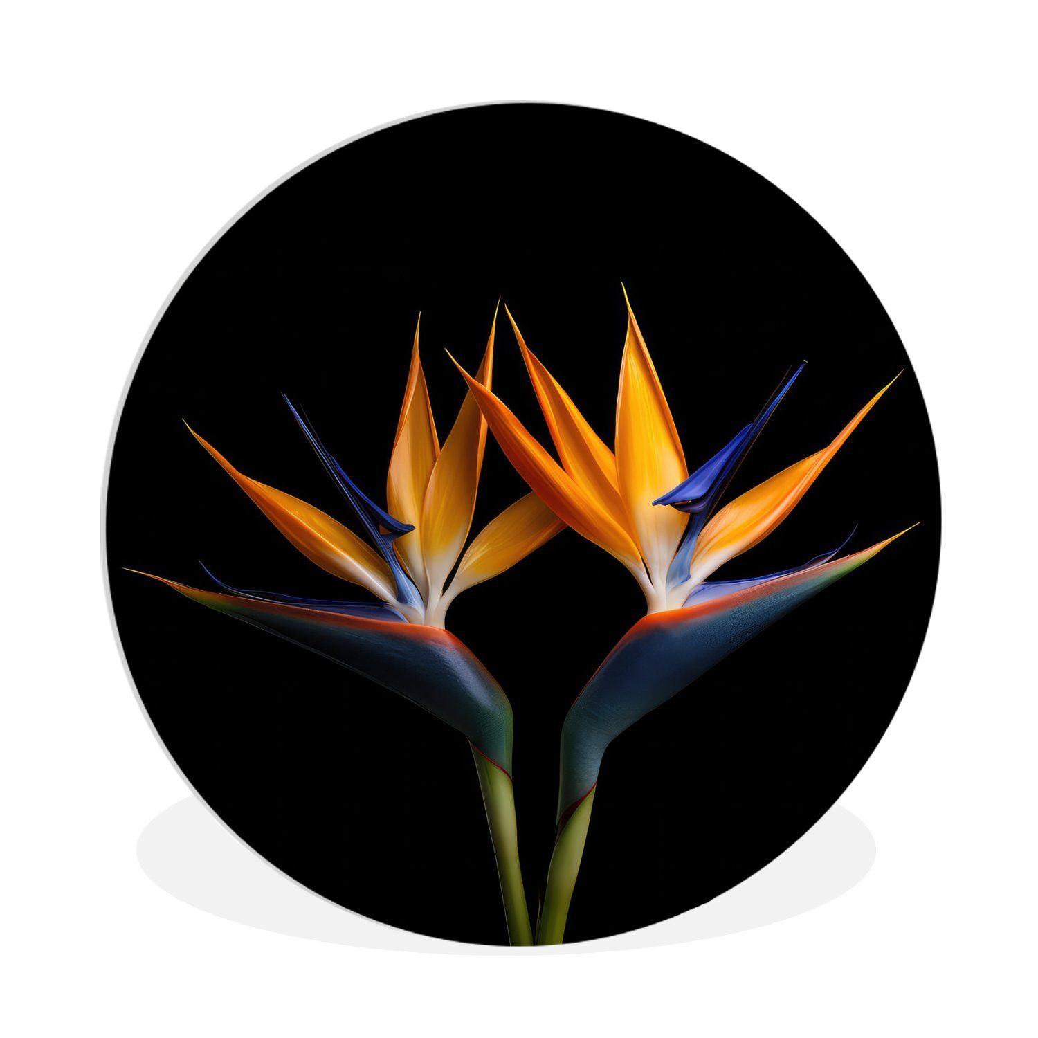 MuchoWow Gemälde Pflanzen - Blumen - Paradiesvogelblume - Porträt - Schwarz, (1 St), Kreis Wanddekoration Forex, Rundes Wandbild, Wohnzimmer, 30x30 cm