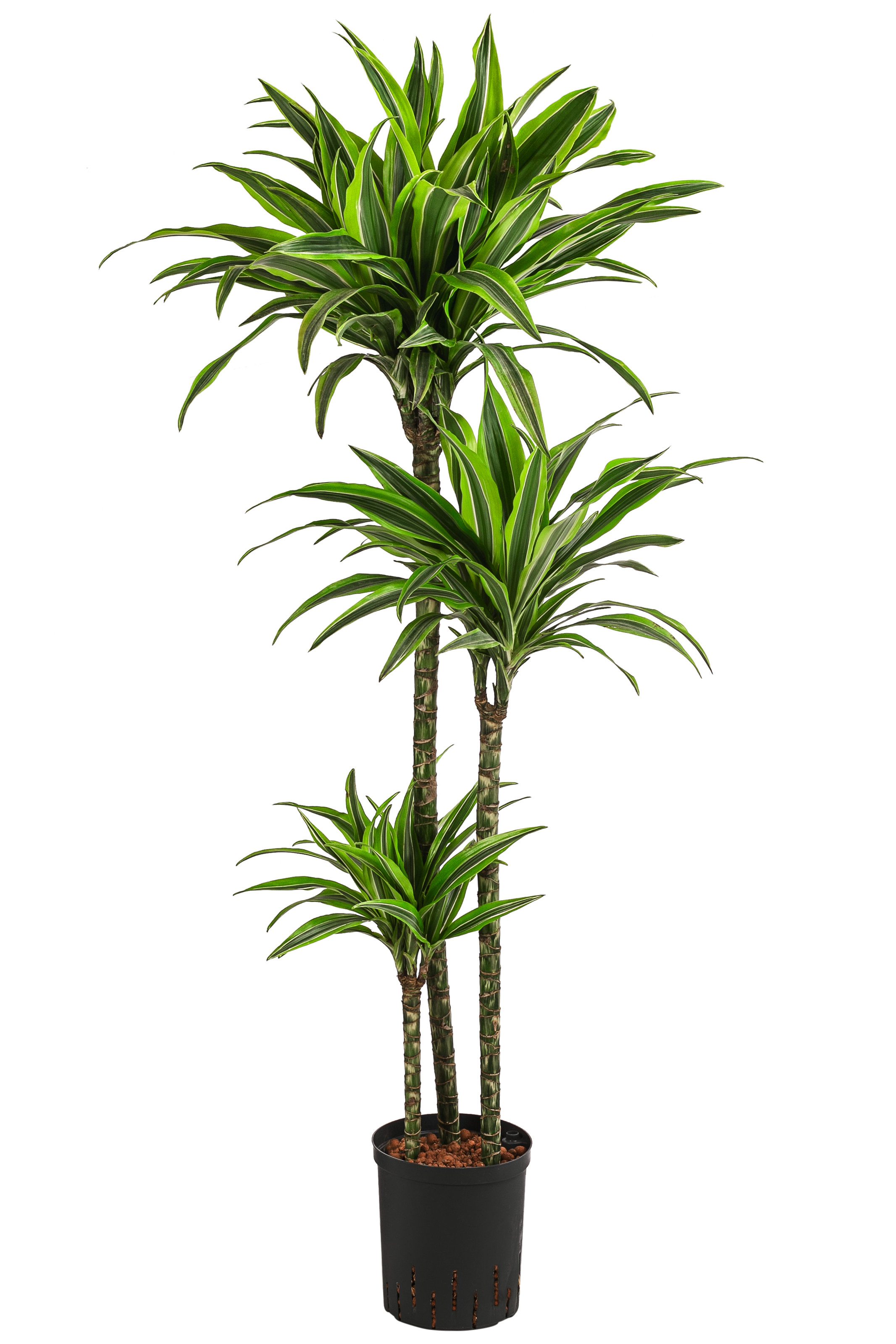 Dehner Zimmerpflanze Drachenbaum, Dracaena Lemon Lime, in Hydrokultur, luft günstig online kaufen
